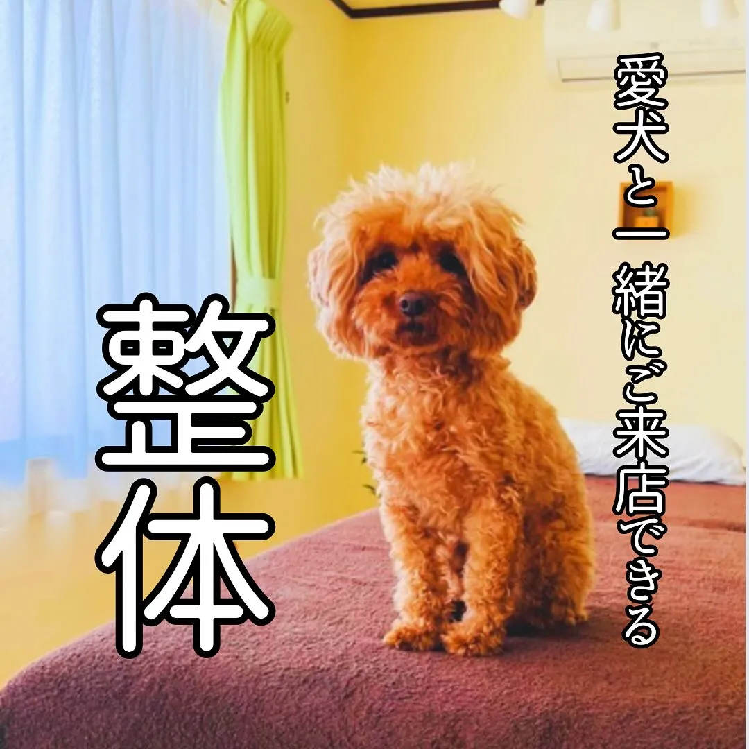 愛犬と一緒にご来店できる整体。