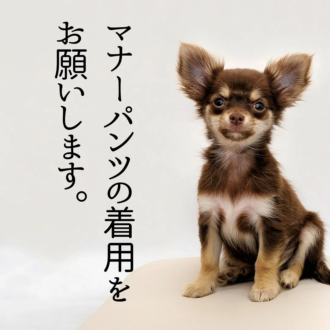 愛犬と一緒にご来店できる整体。