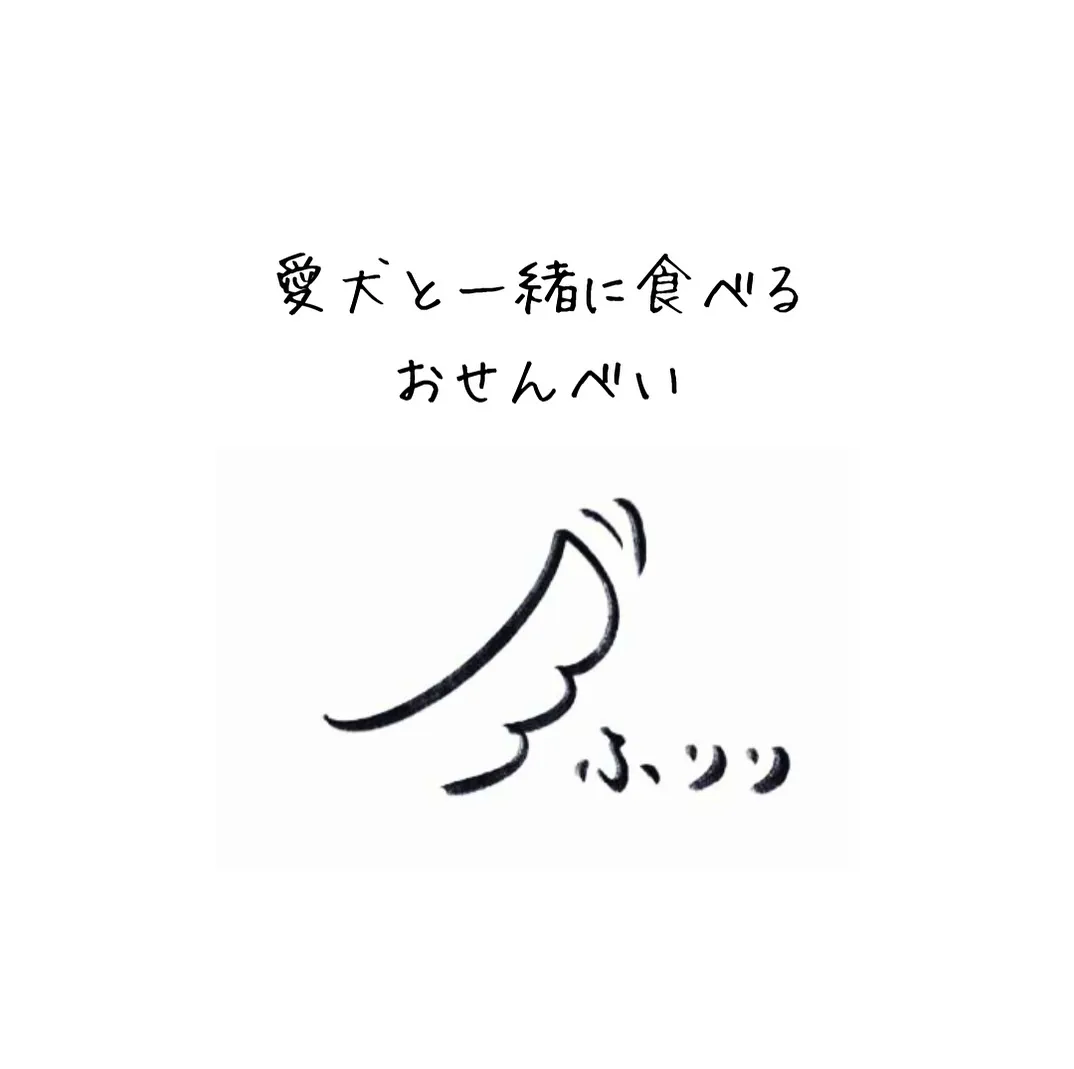 11月3日はワンまるプチに出店します♪