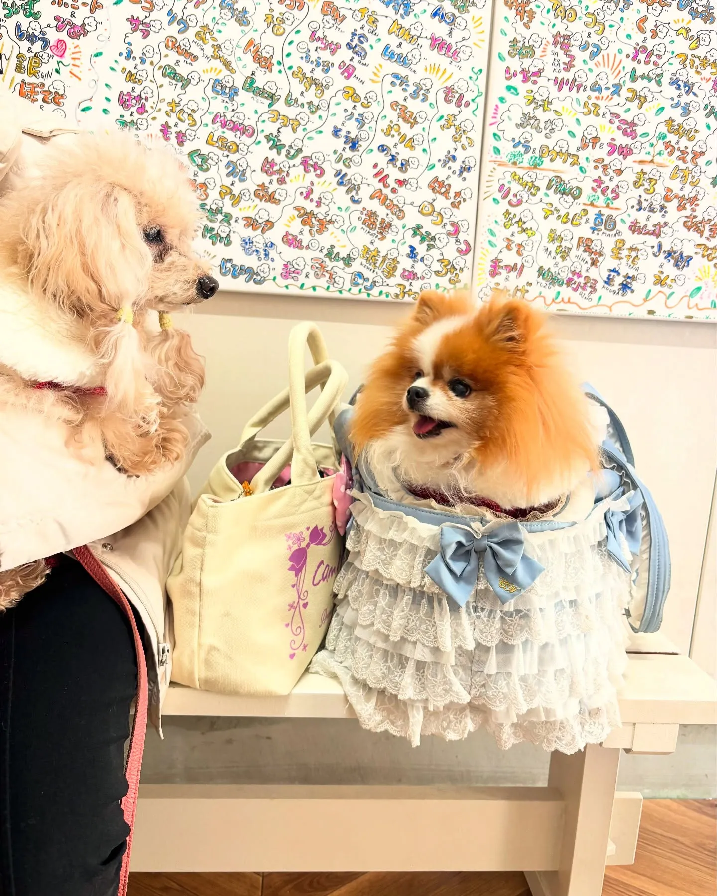 ご長寿わんこのなみちゃん＆みきちゃん🐶ご来店。