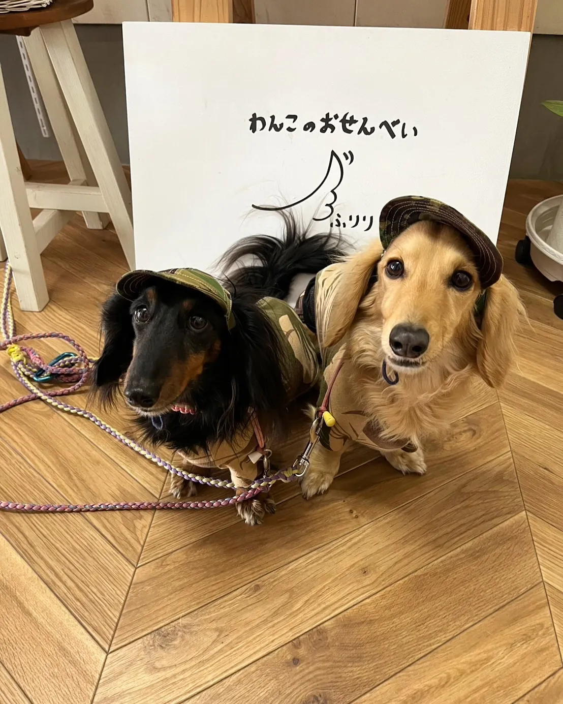 愛犬とお出かけ。