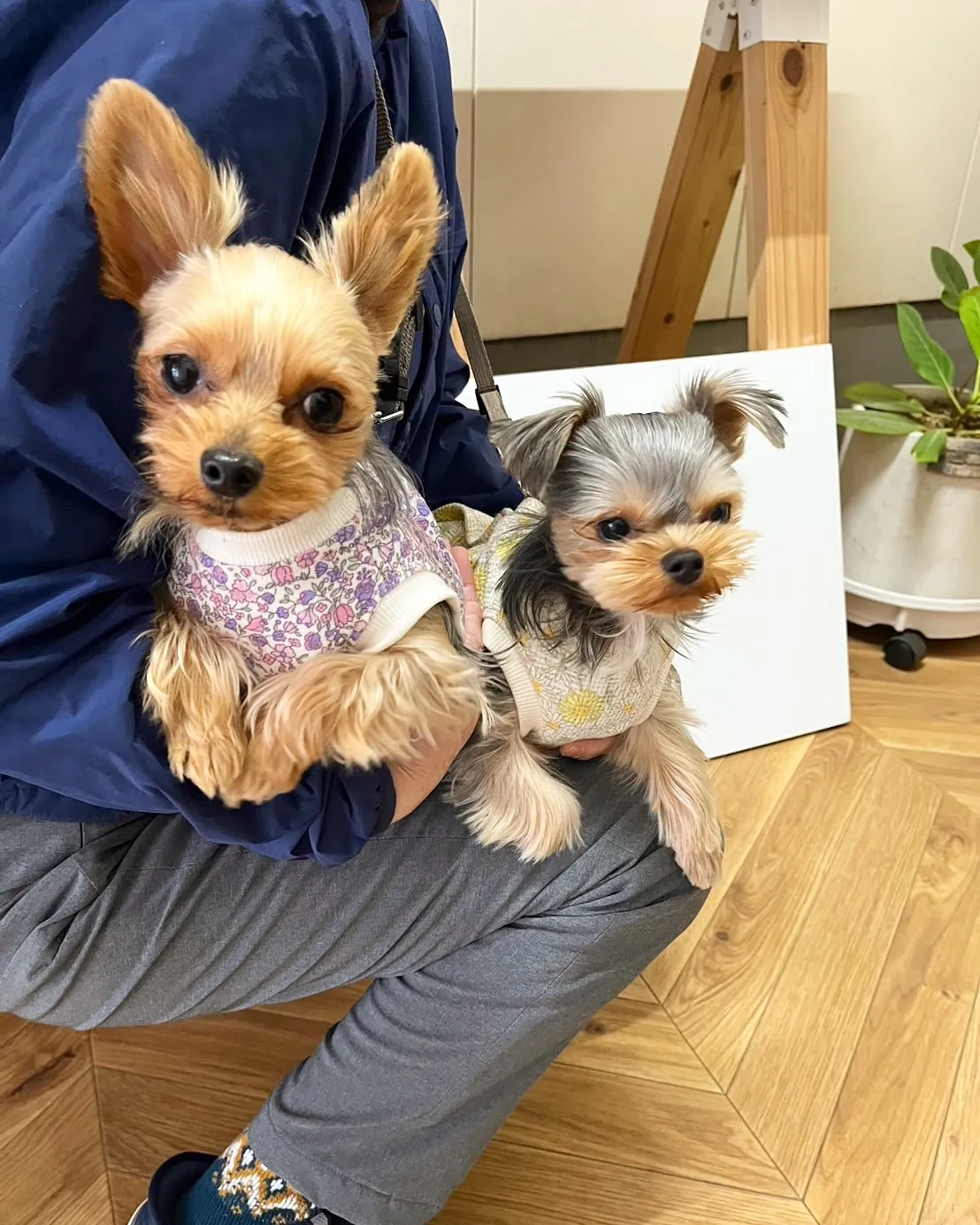 愛犬に癒される💕こつぶちゃん＆こはるちゃんご来店