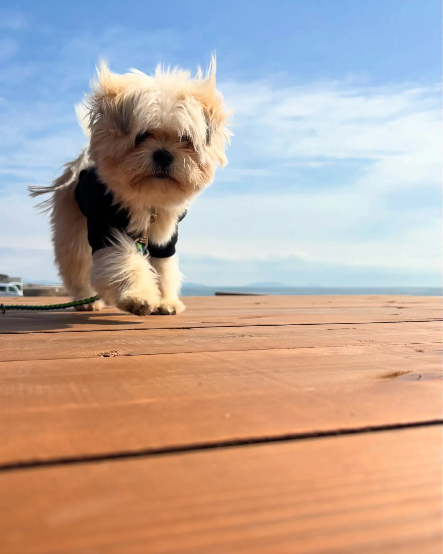 南知多町を愛犬と満喫。