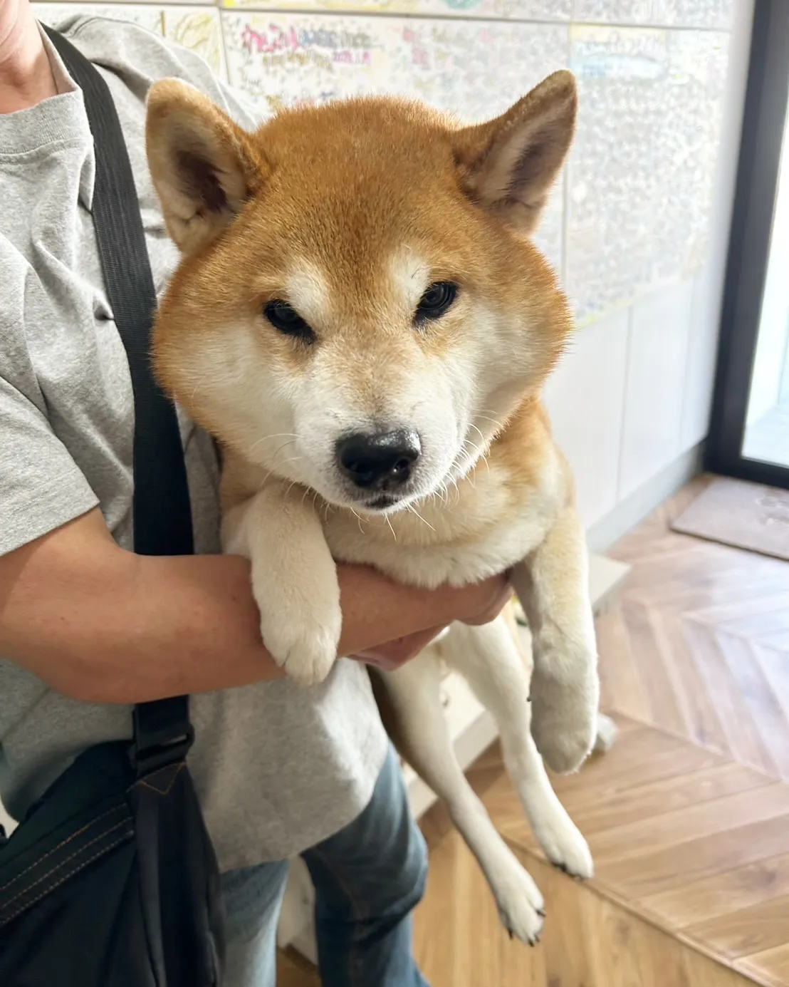 横浜からクーくんのご来店です。