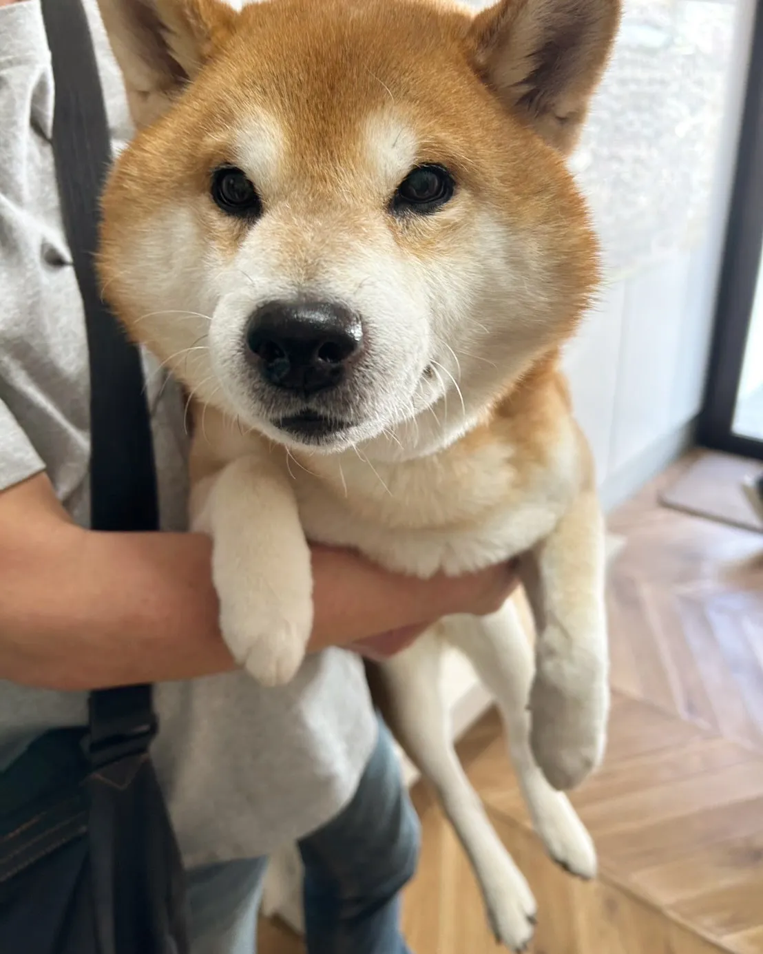 横浜からクーくんのご来店です。