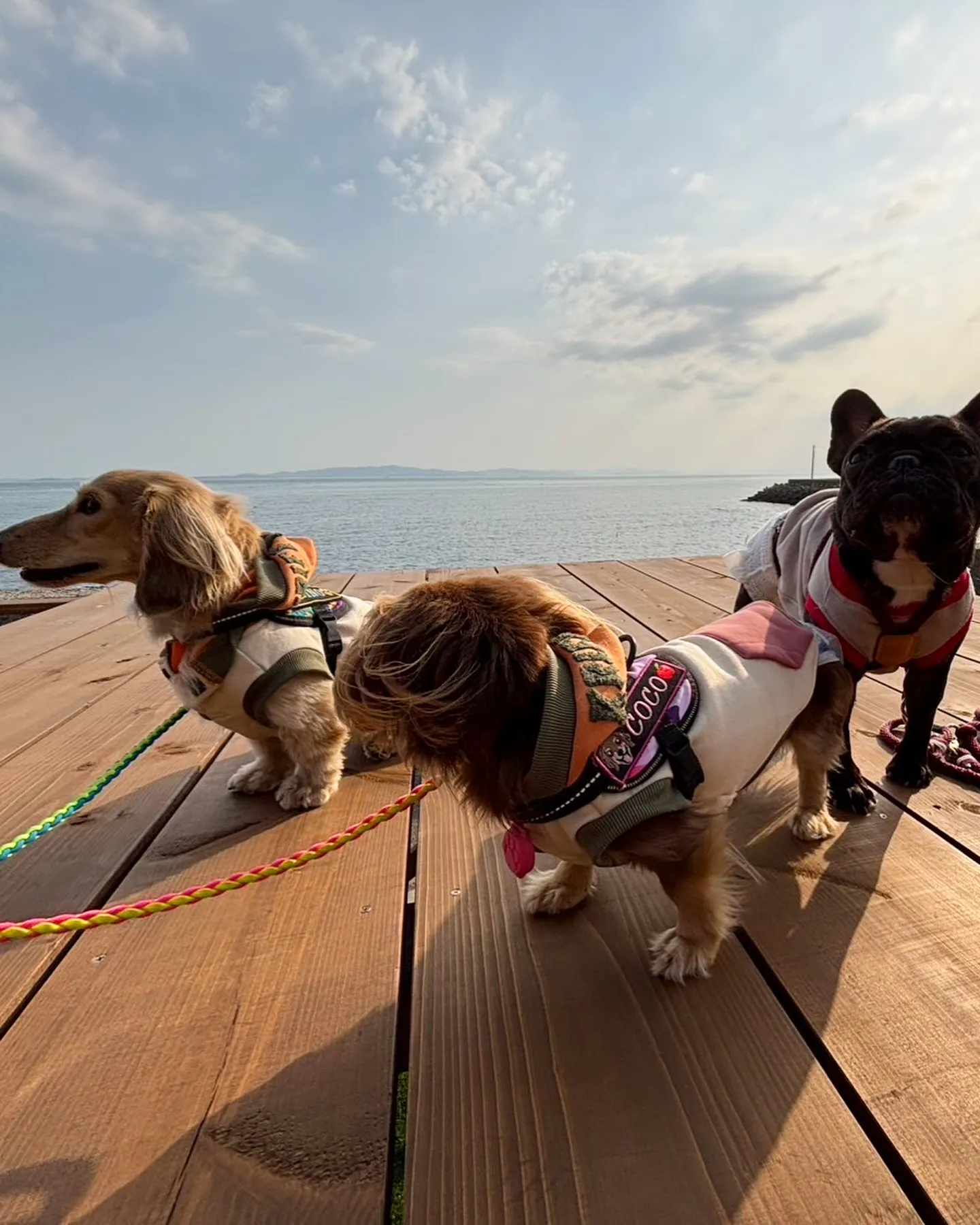 ダックスのここちゃん＆りのくんとフレブルのおもちちゃんご来店...