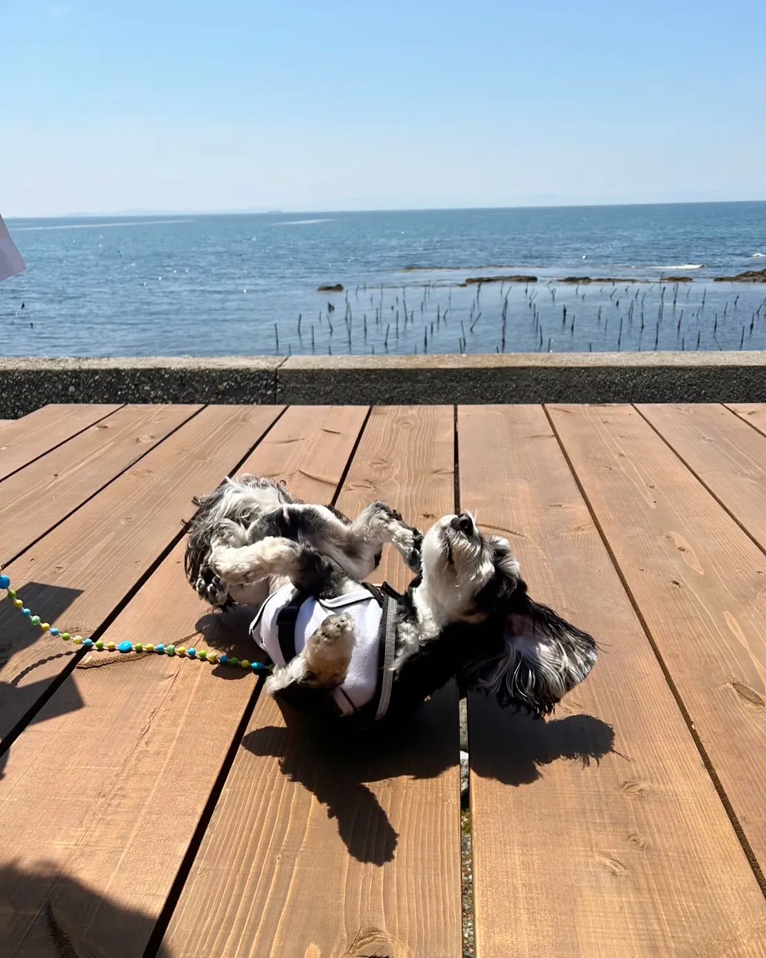 大阪からご来店のわんこ😀あずきちゃん!