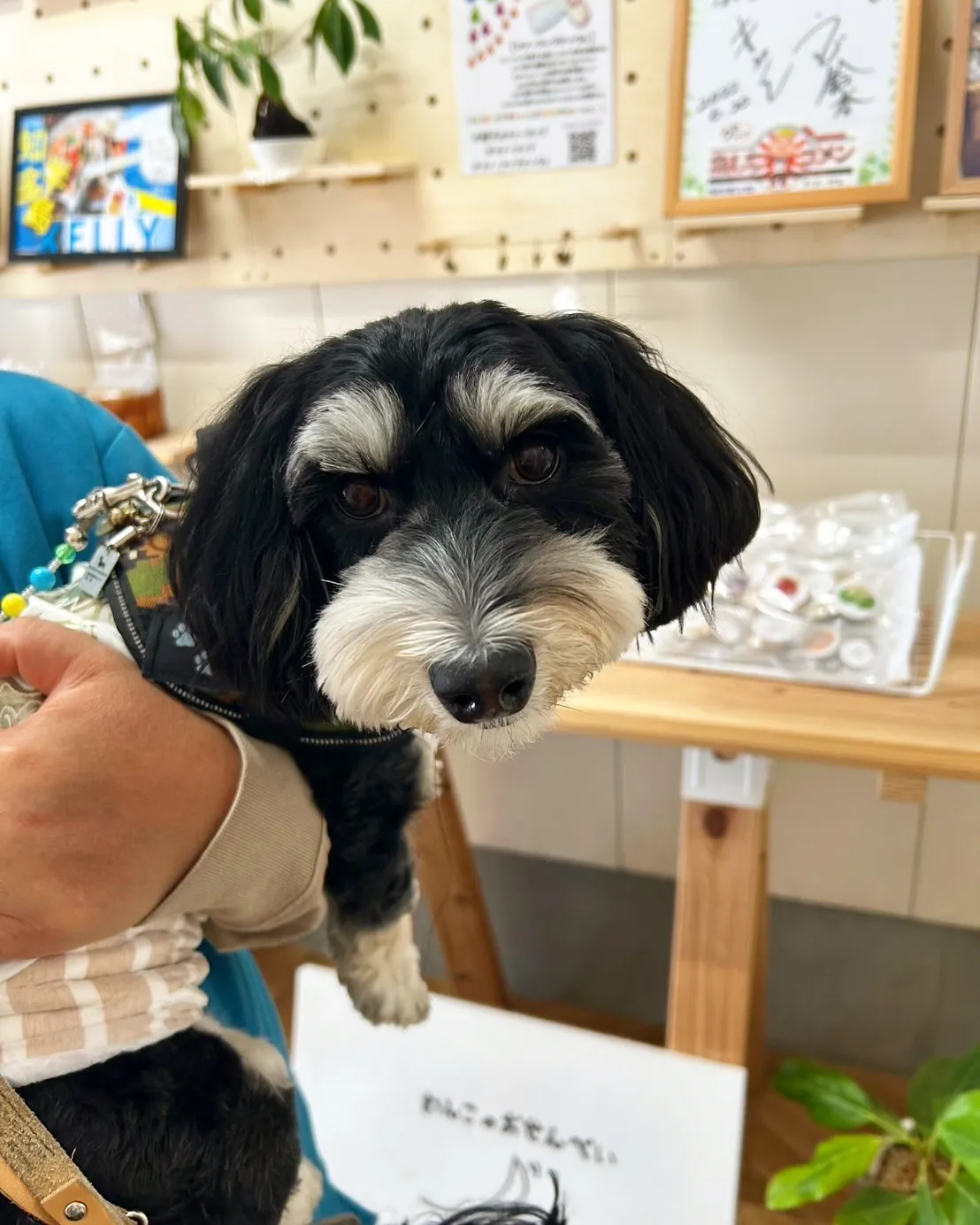 大阪からご来店のわんこ😀あずきちゃん!