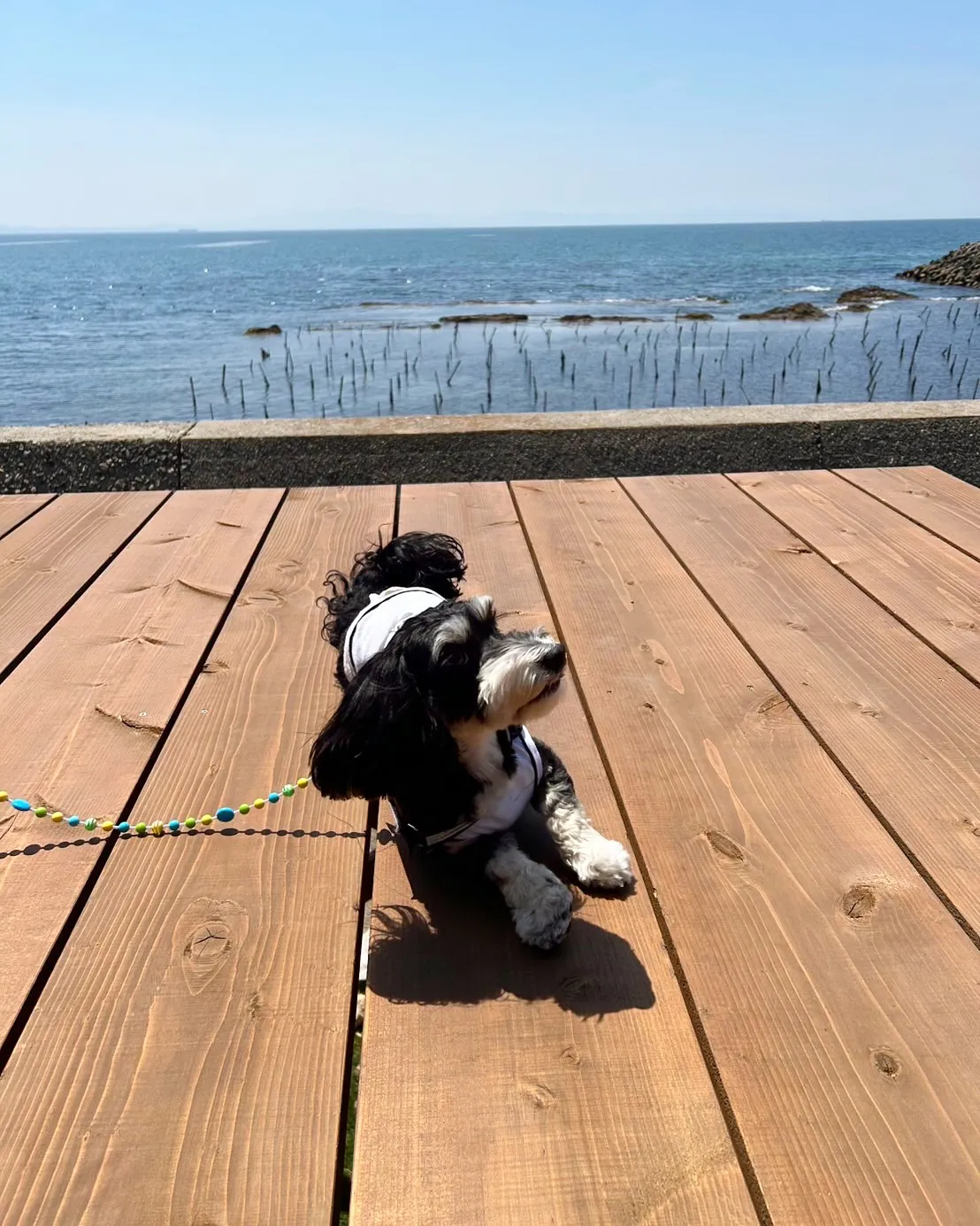 大阪からご来店のわんこ😀あずきちゃん!