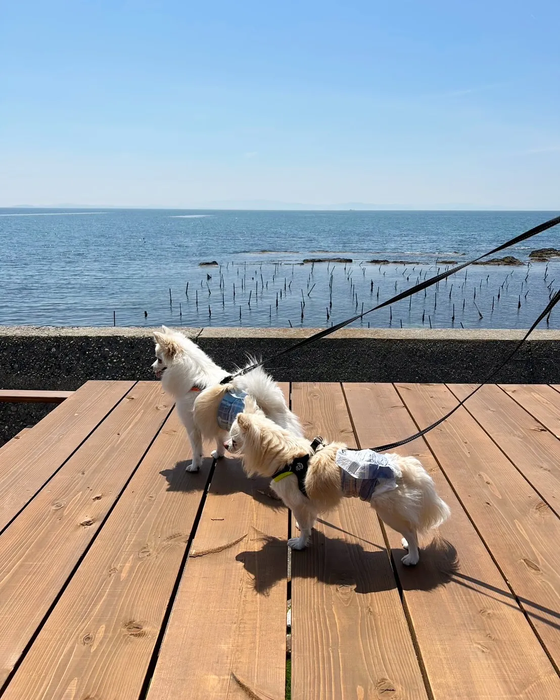 こむきちゃん&なるとちゃんご来店😀