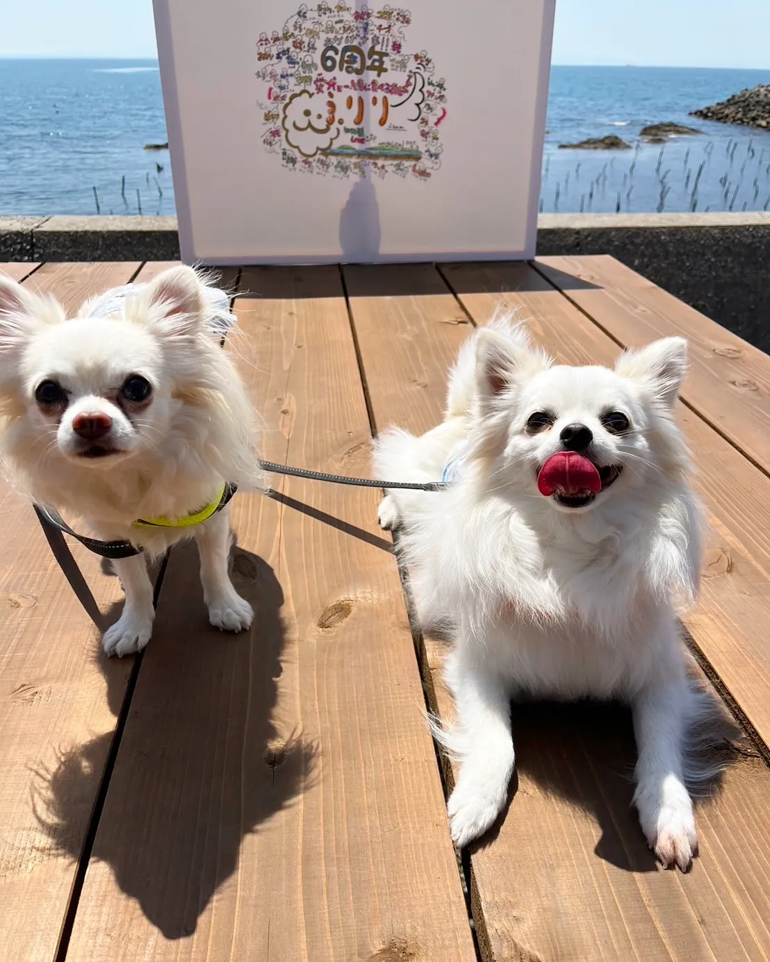 こむきちゃん&なるとちゃんご来店😀