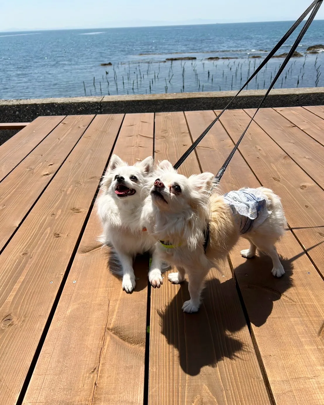 こむきちゃん＆なるとちゃんご来店😀