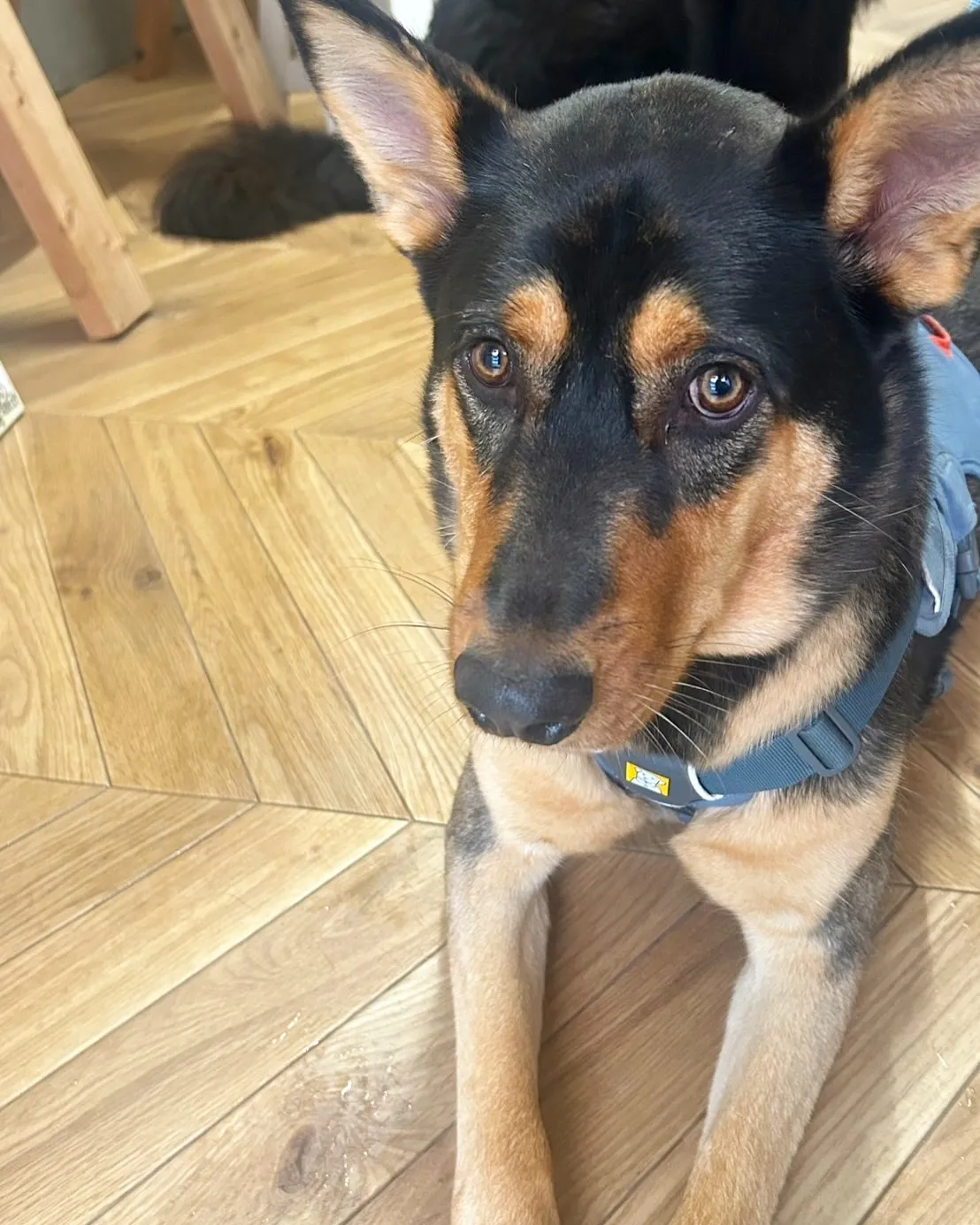 雷くん&おはぎちゃん&ライラちゃん!愛犬と一緒に食べるおせん...