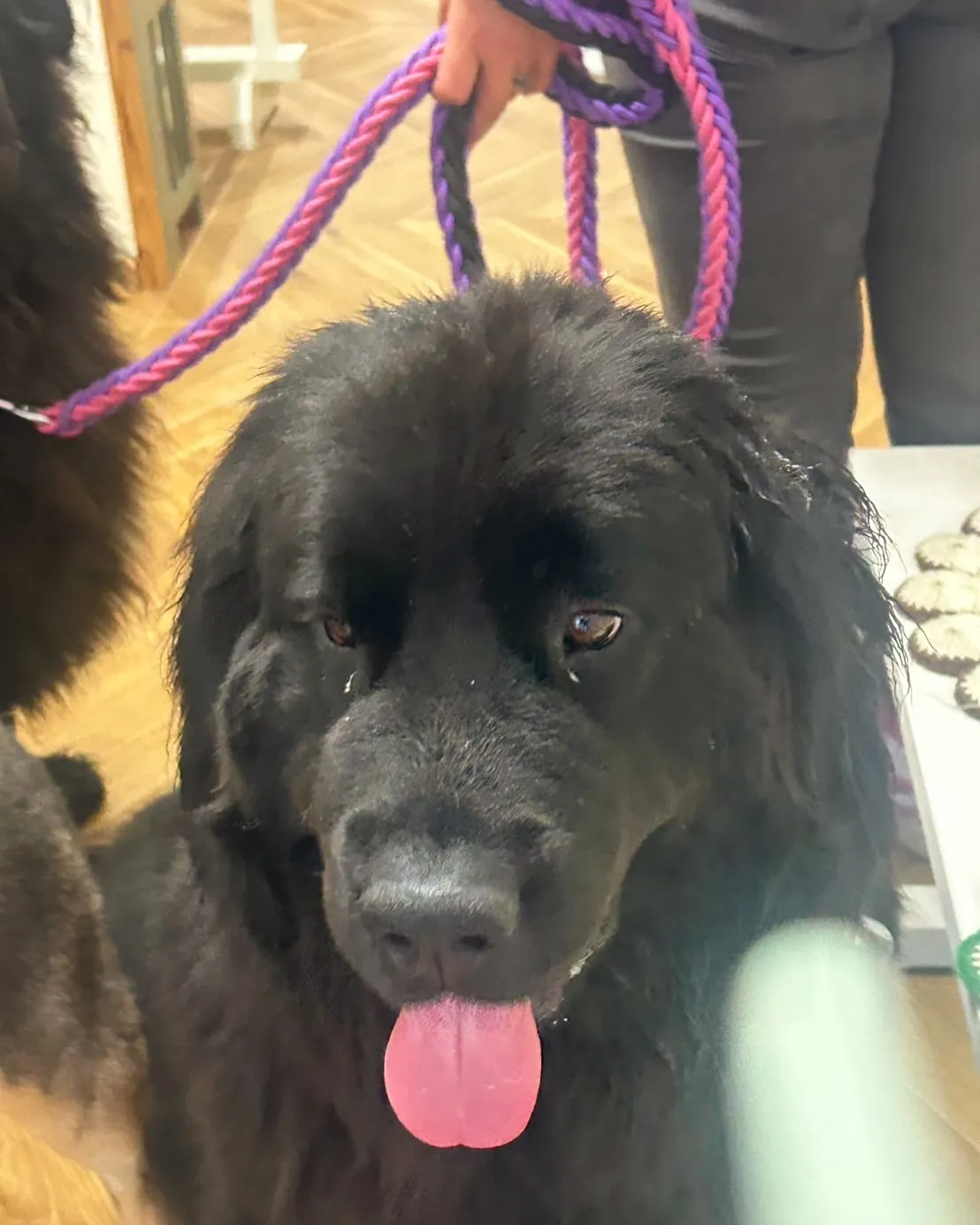 雷くん&おはぎちゃん&ライラちゃん!愛犬と一緒に食べるおせん...