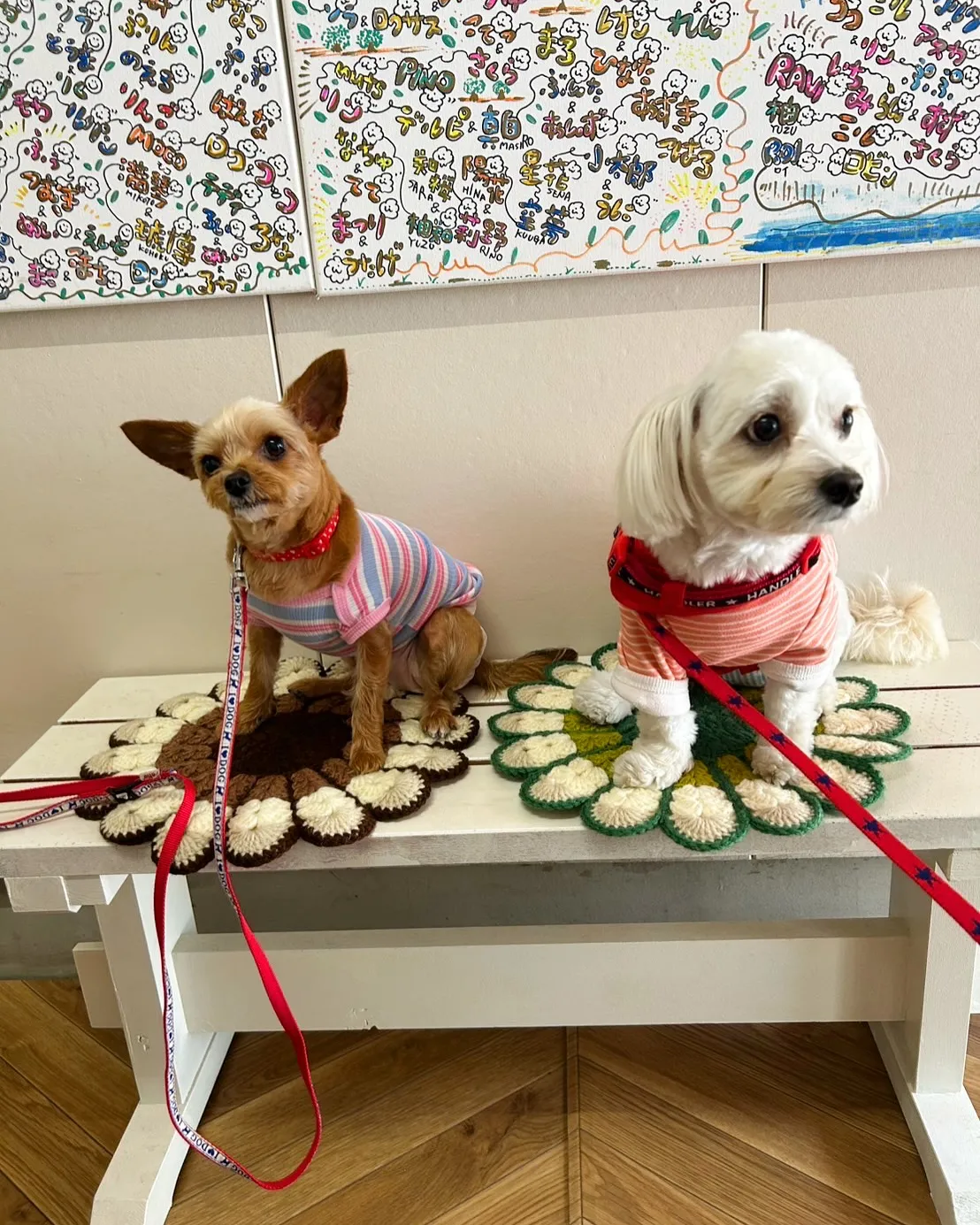 おせんべい大好き💕すずちゃん＆らんちゃんのご来店。