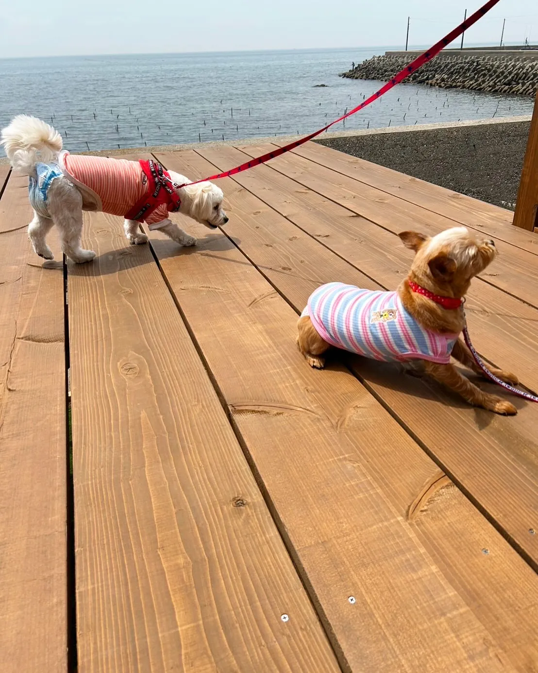 おせんべい大好き💕すずちゃん＆らんちゃんのご来店。