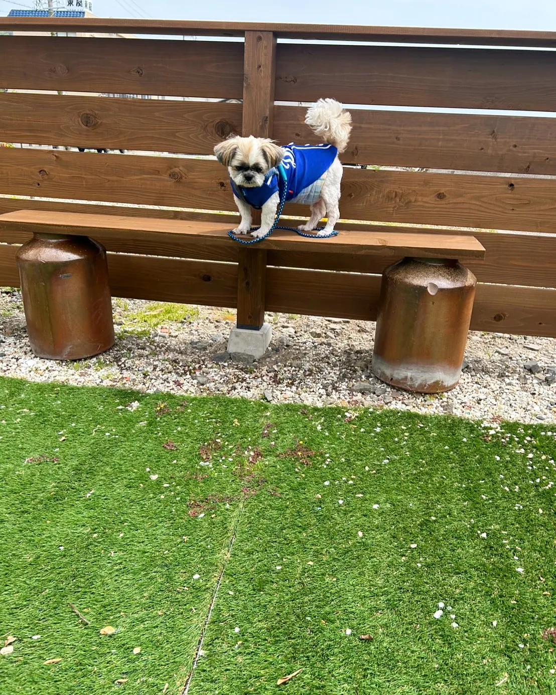 バンチくん＆りゅうのすけくんのご来店です。