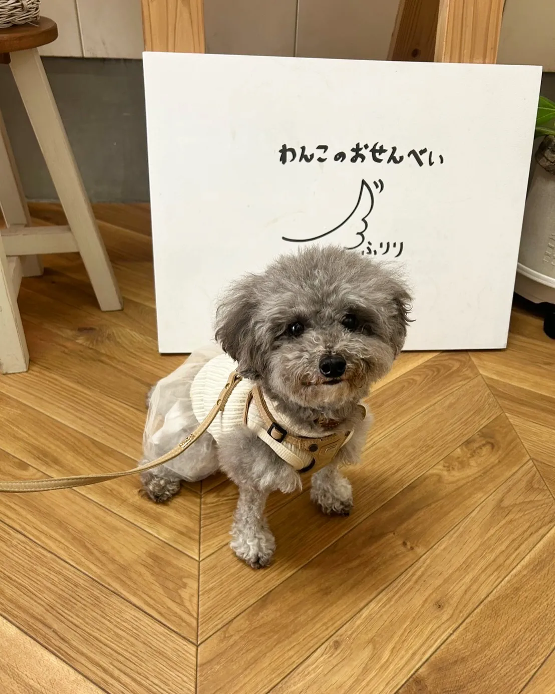 ここちゃんご来店💪お名前アート🎨見つけてくれたよー。