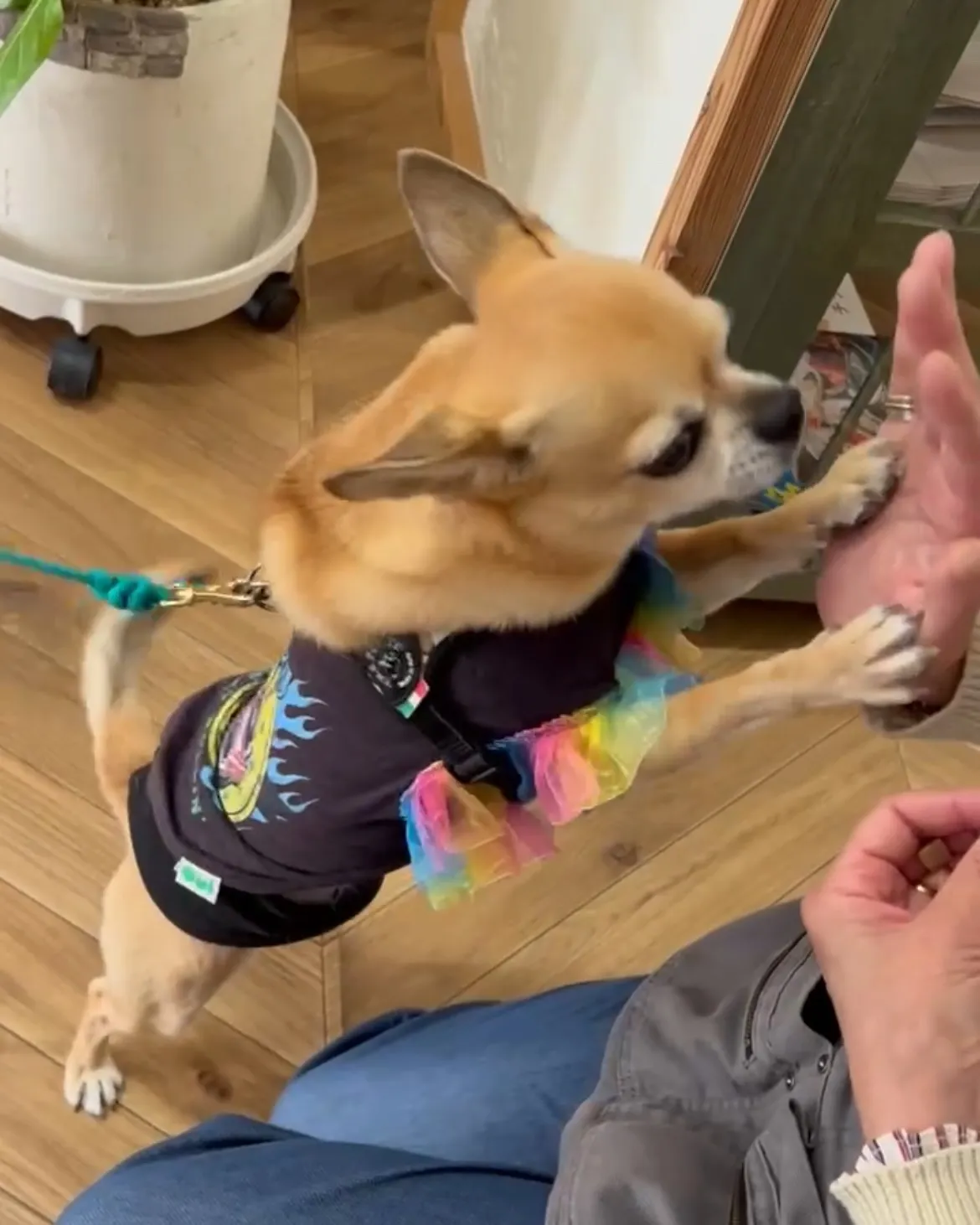 【ぱちょくん、また来てくれました！】