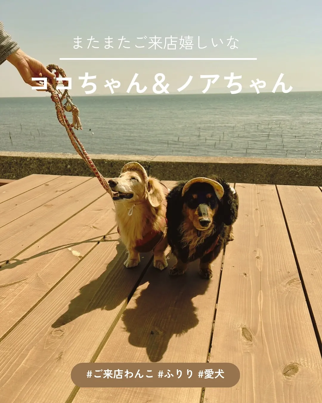 またまた遊びに来てくれた