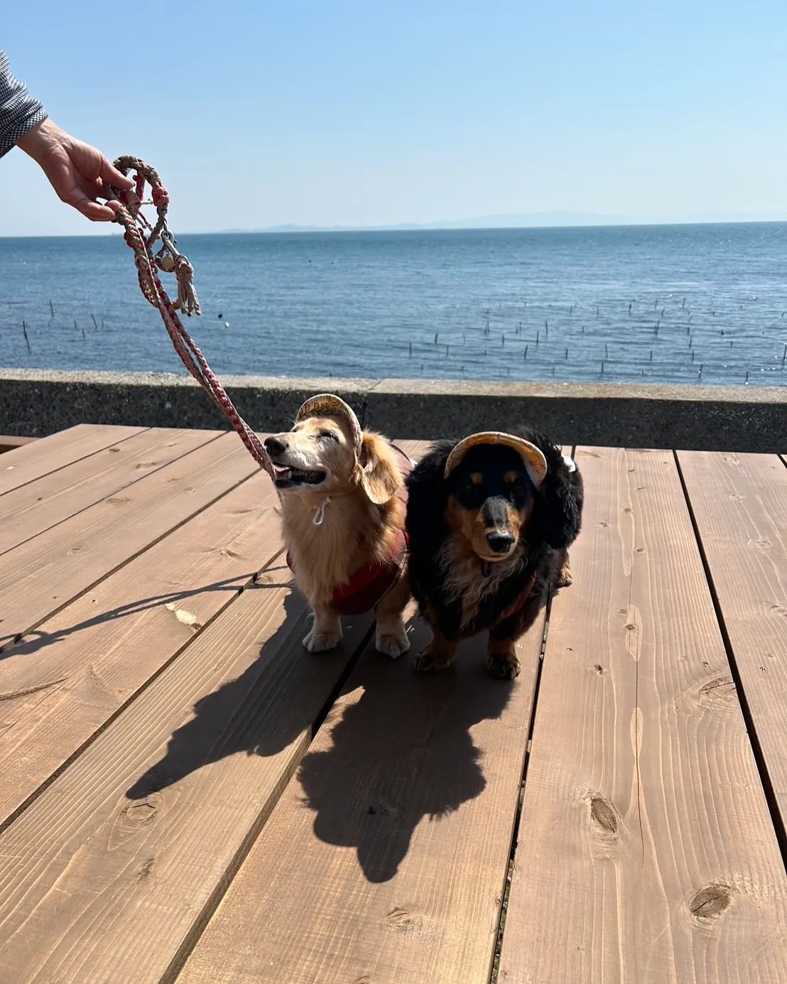 またまた遊びに来てくれた