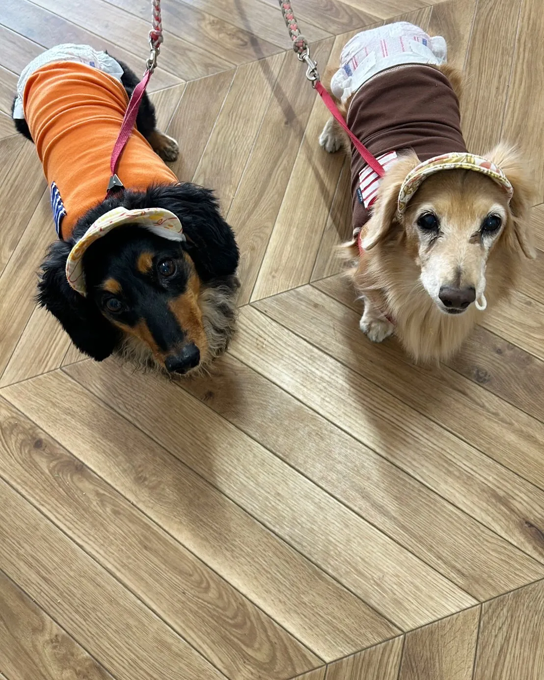 またまた遊びに来てくれた