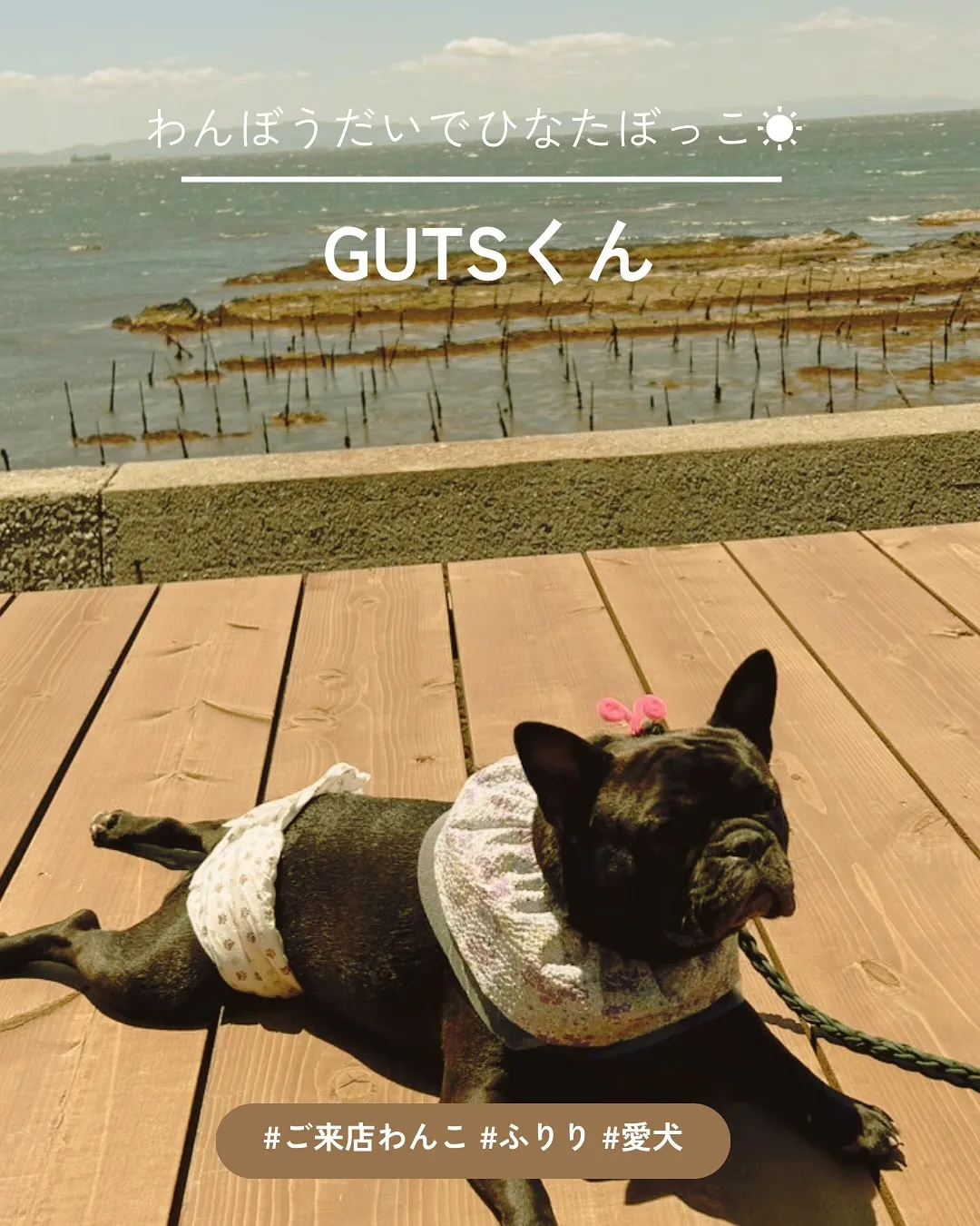 もうすぐ2歳になるフレンチブルドッグのGUTSくんが、