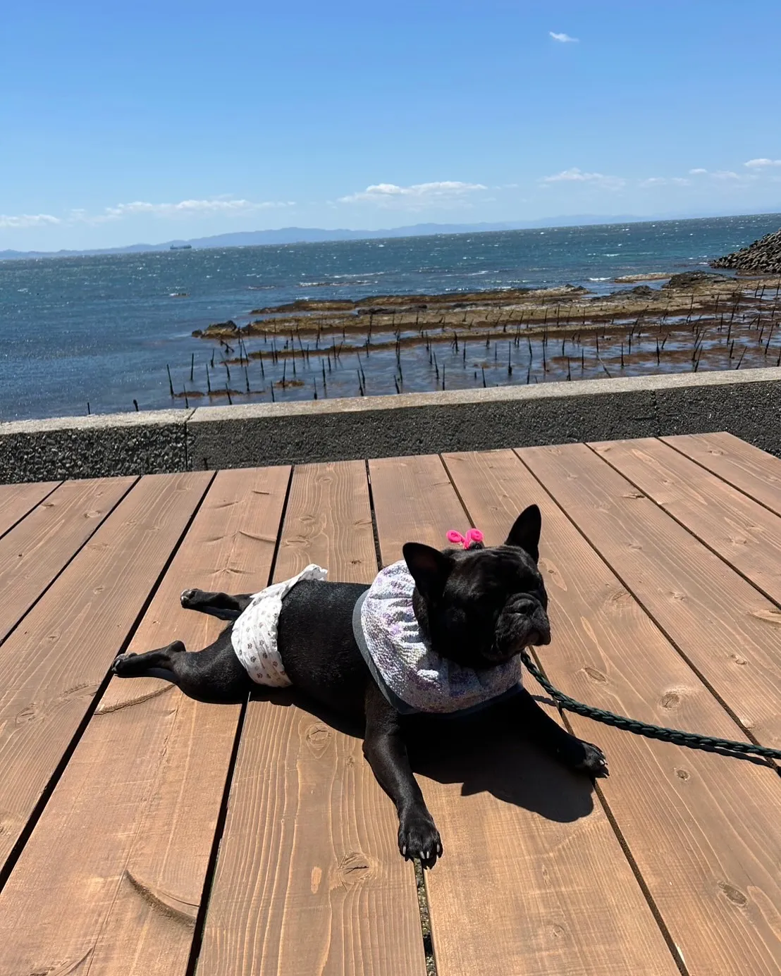 もうすぐ2歳になるフレンチブルドッグのGUTSくんが、