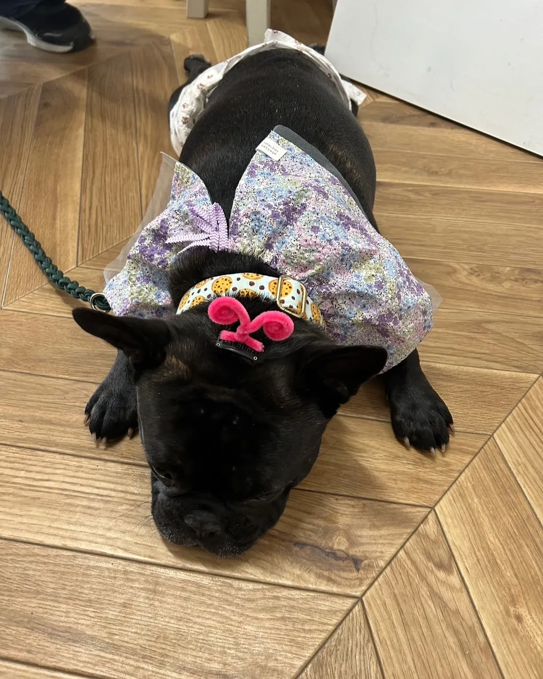 もうすぐ2歳になるフレンチブルドッグのGUTSくんが、