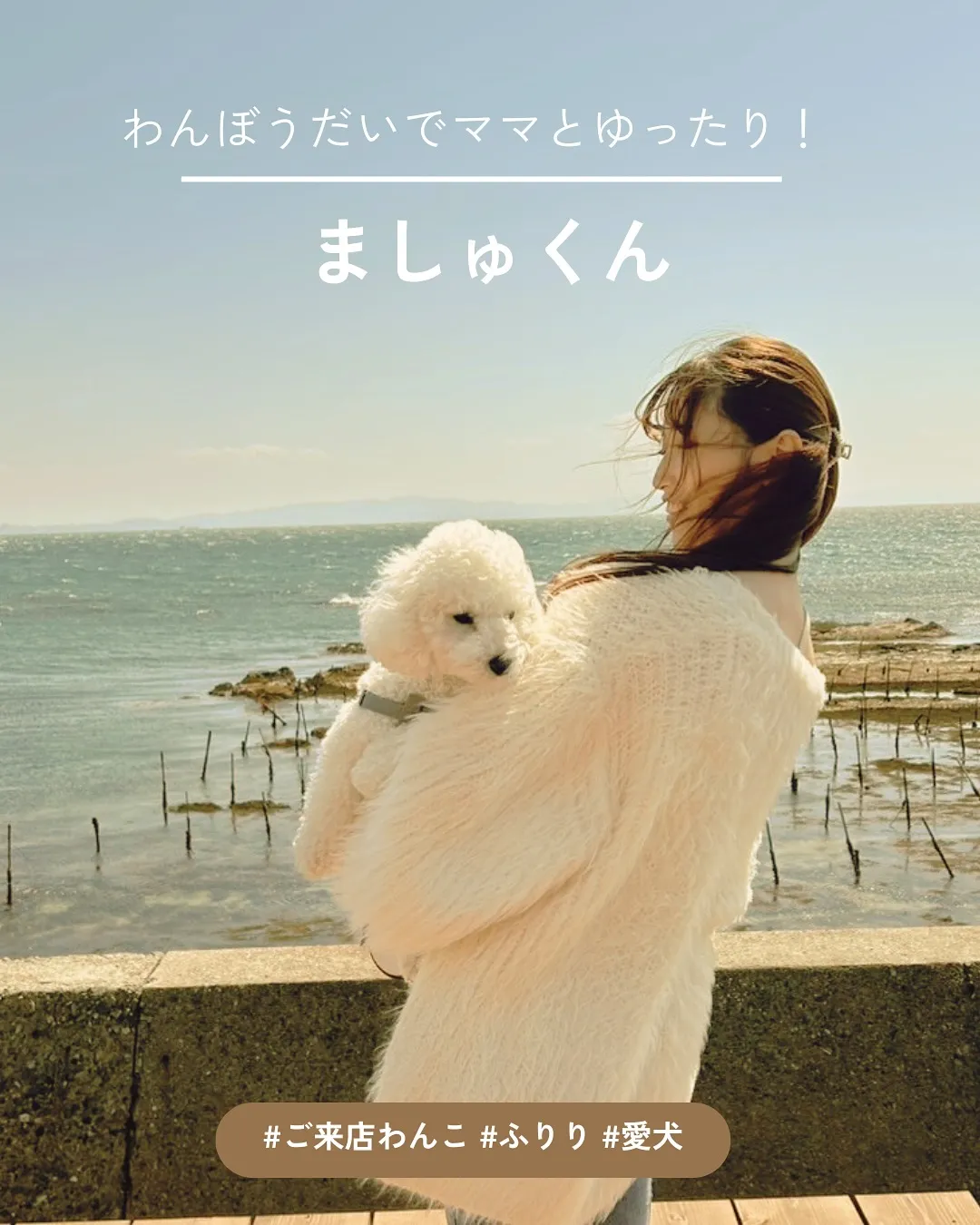 はじめましてのましゅくん（トイプードル）