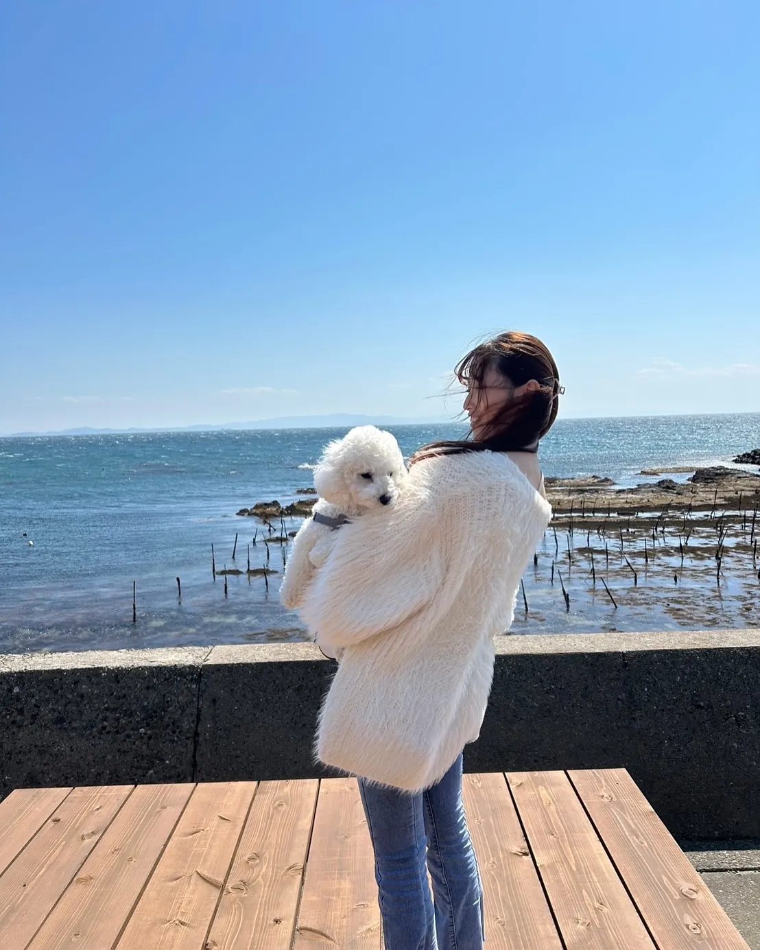 はじめましてのましゅくん（トイプードル）