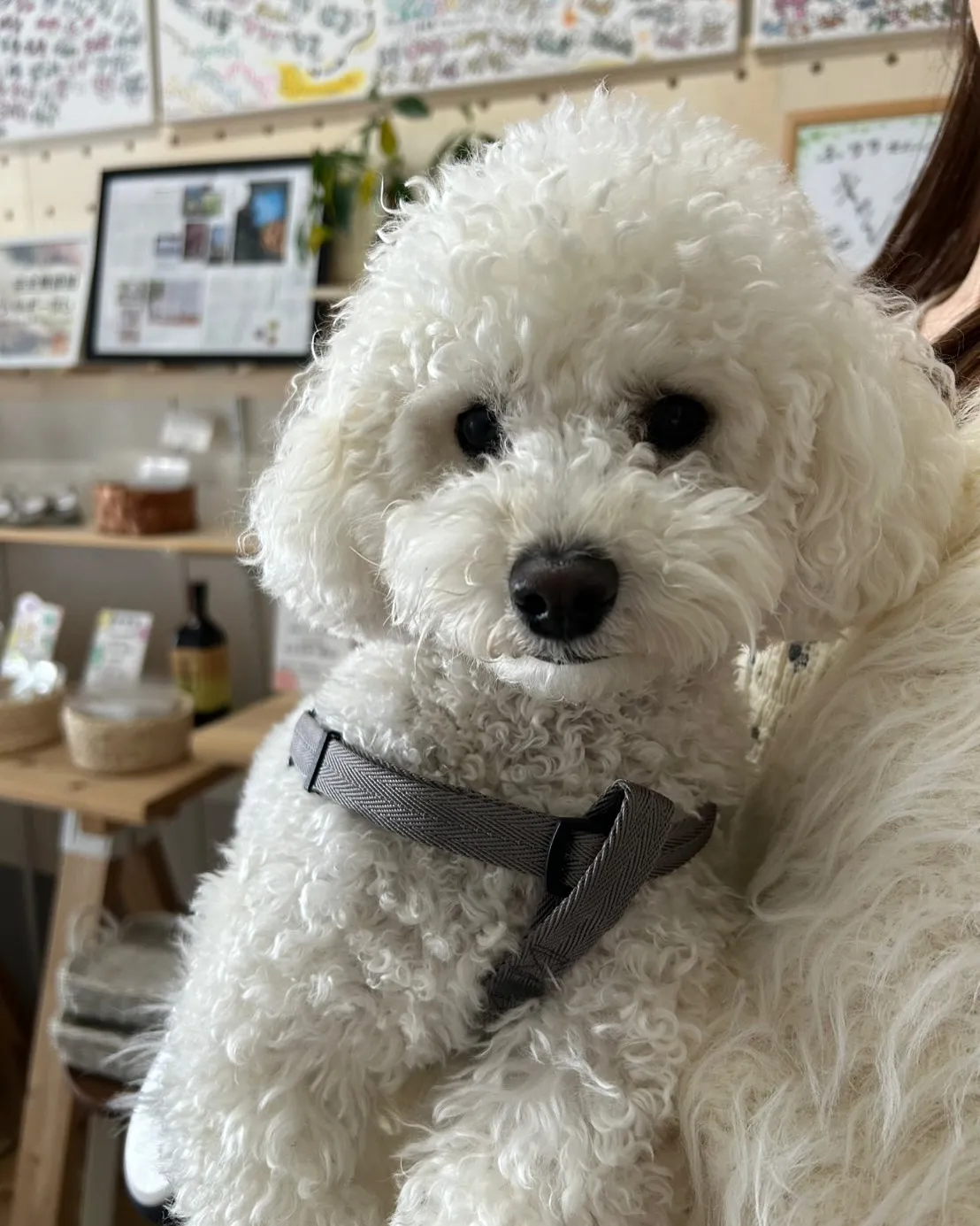 はじめましてのましゅくん（トイプードル）