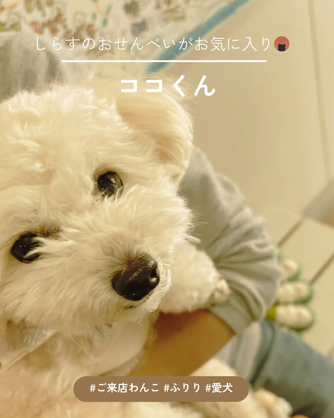 \【お気に入りはしらすのおせんべい】ココくん