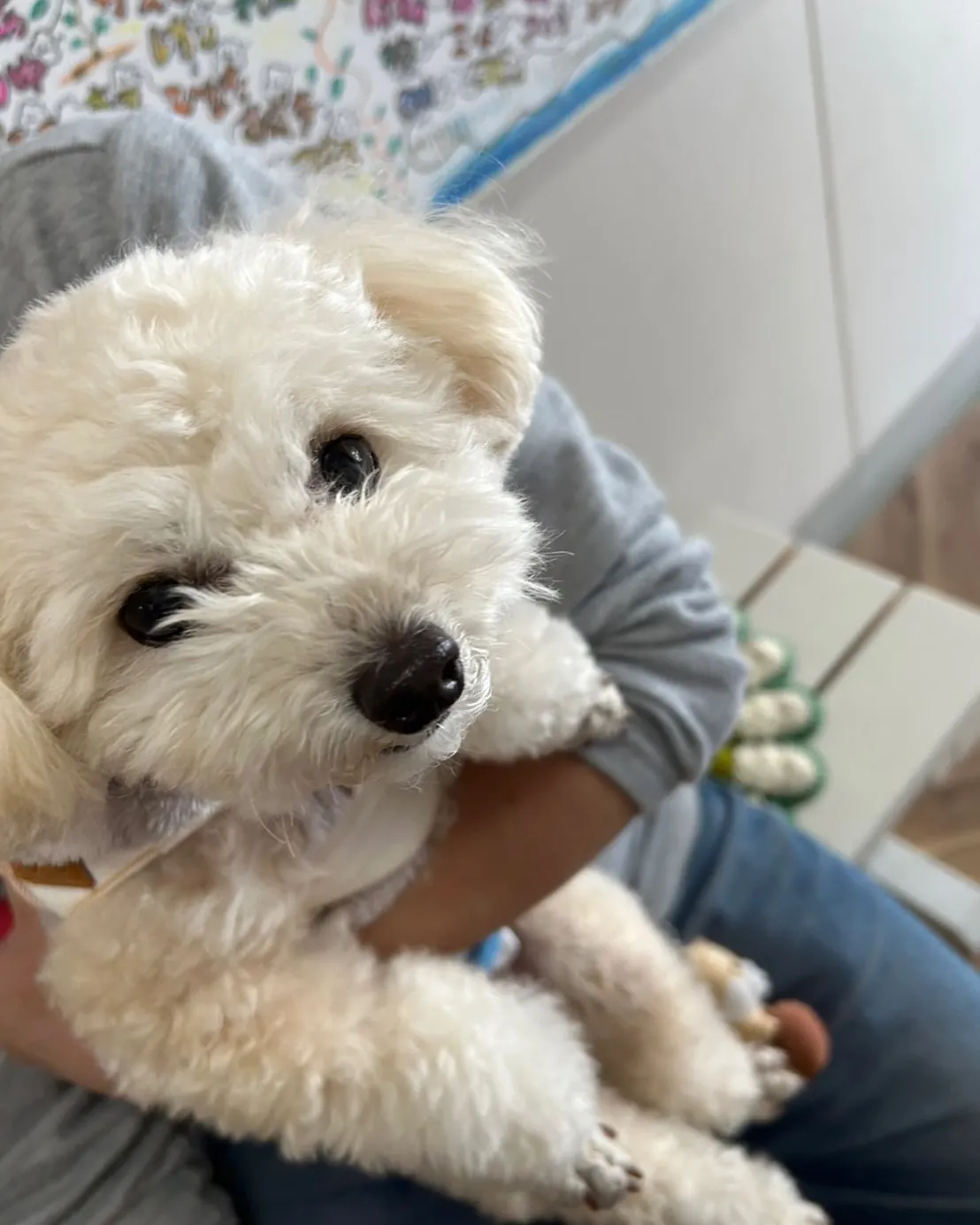 \【お気に入りはしらすのおせんべい】ココくん