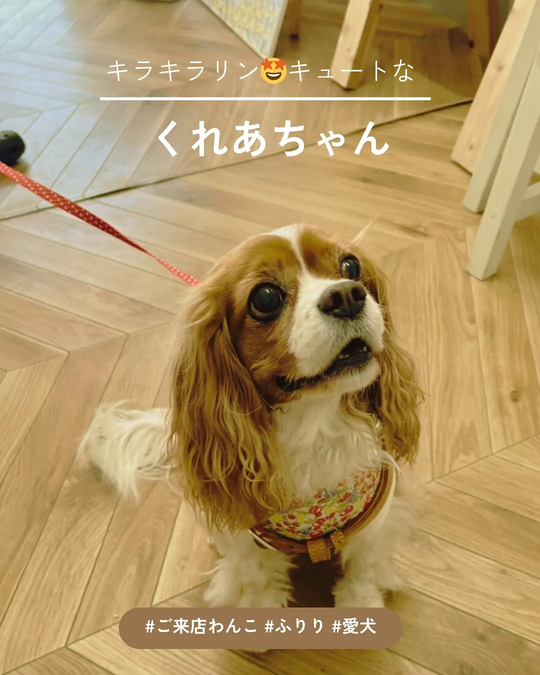 またまたふりりに遊びに来てくれた、キャバリアのくれあちゃん。