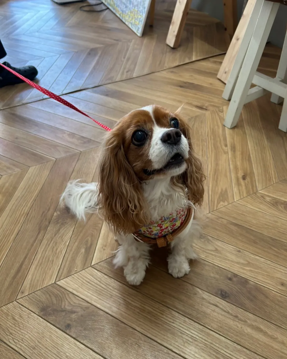 またまたふりりに遊びに来てくれた、キャバリアのくれあちゃん。