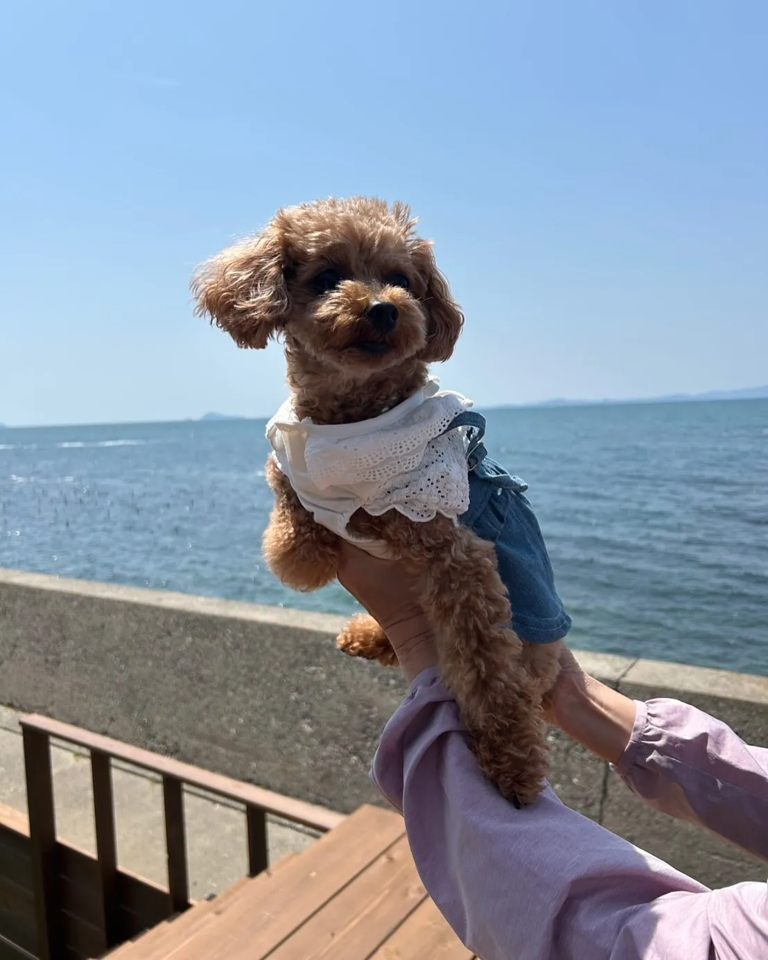 こはるちゃん(トイプードル)