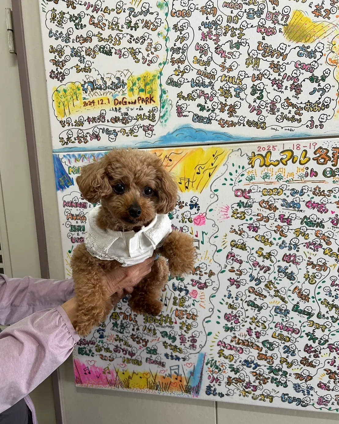 こはるちゃん(トイプードル)