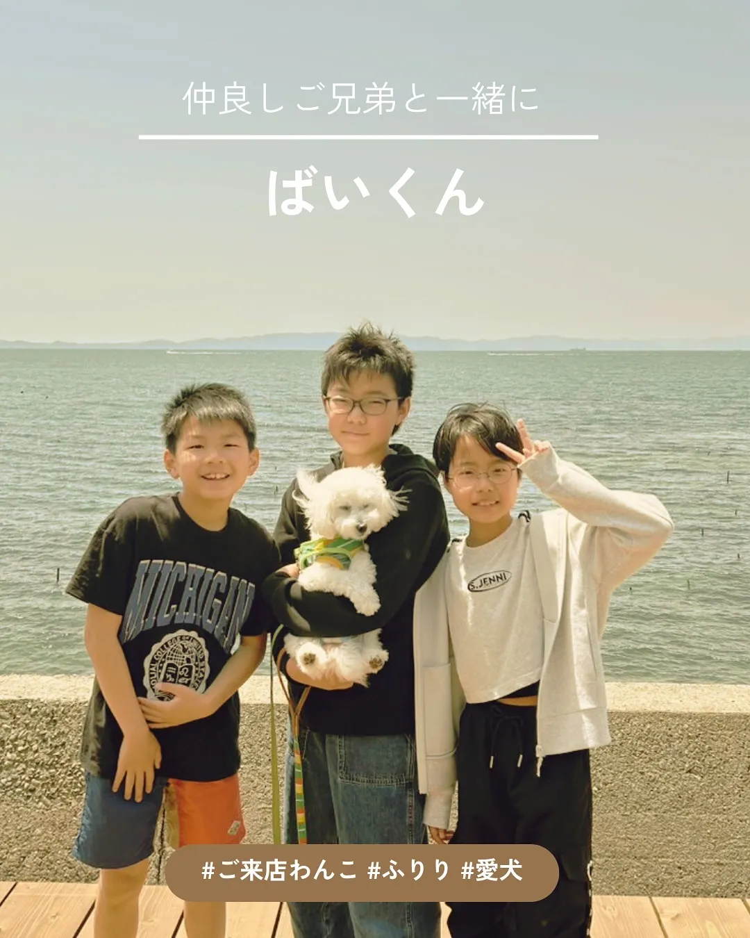 ばいくくん（ポメプー）7ヶ月