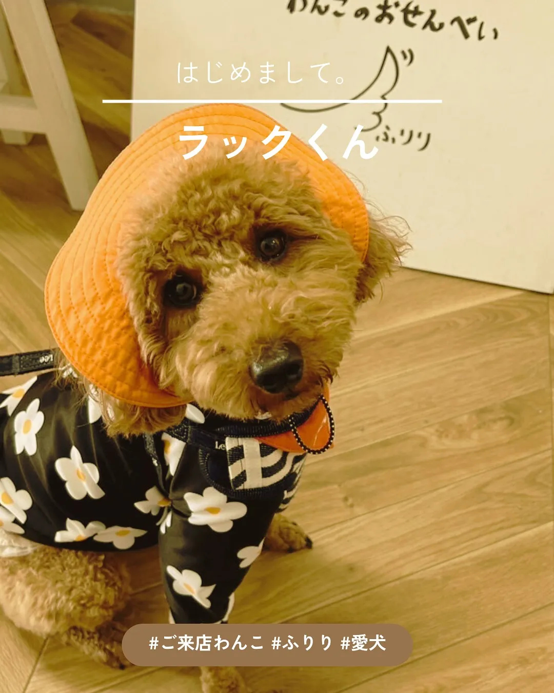 はじめまして ラックくん（トイプードル）