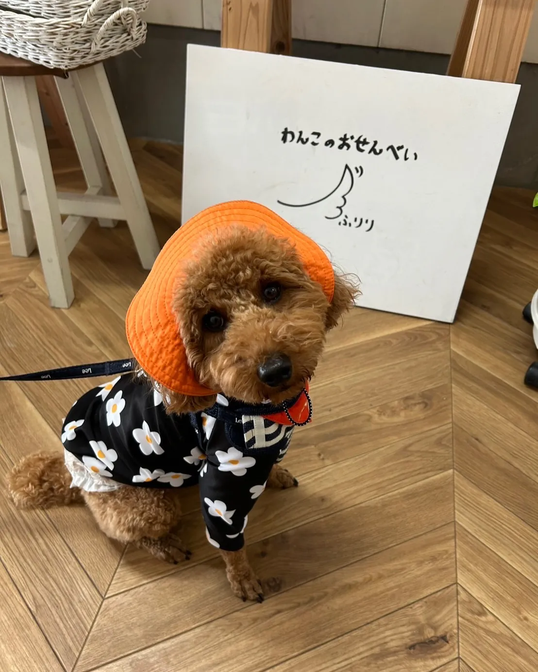 はじめまして ラックくん（トイプードル）