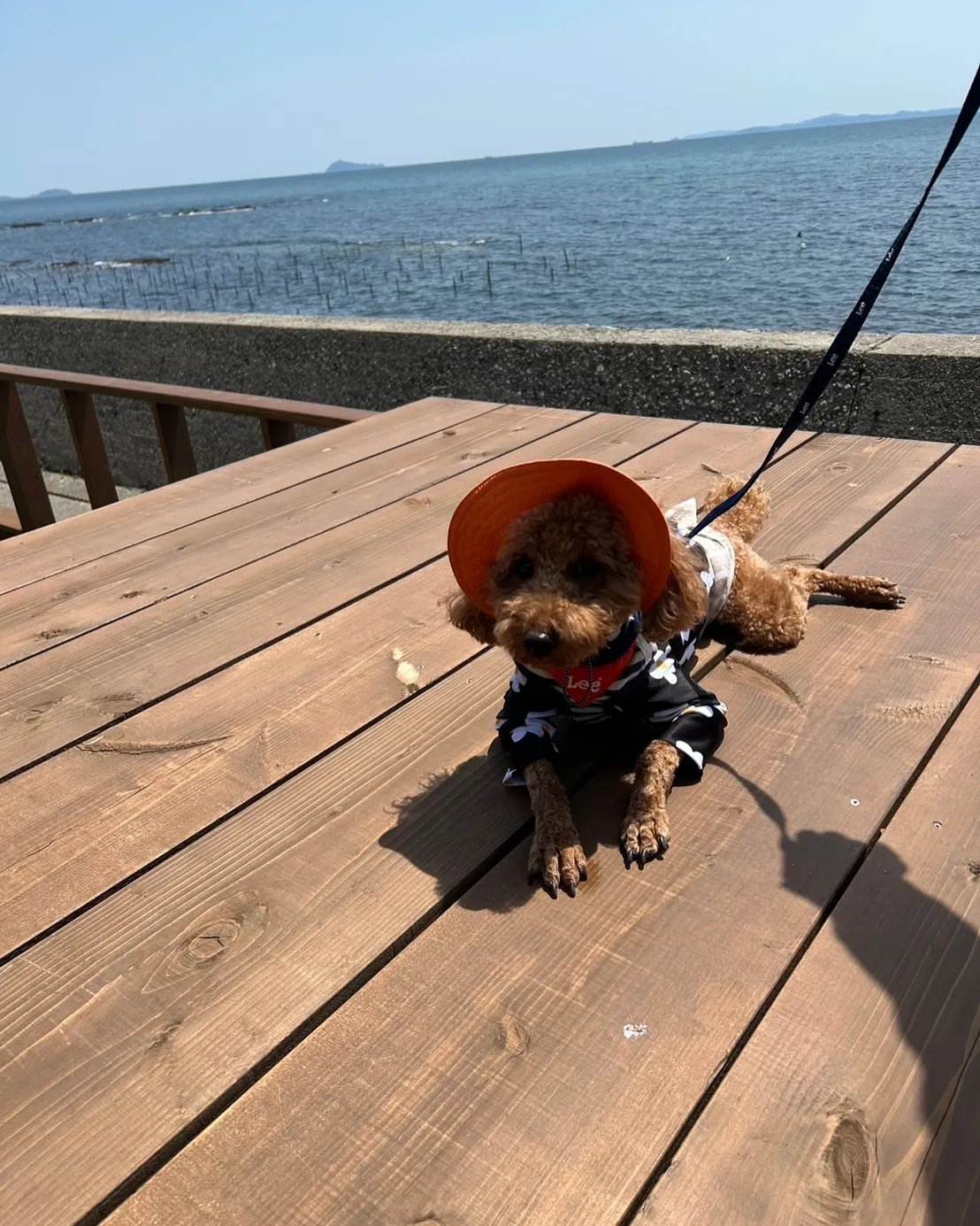 はじめまして ラックくん（トイプードル）