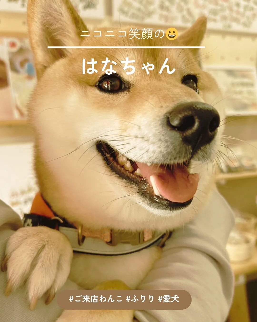 “柴犬さんのご家族様も＊はなちゃんが『ふりり』にご来店！”　