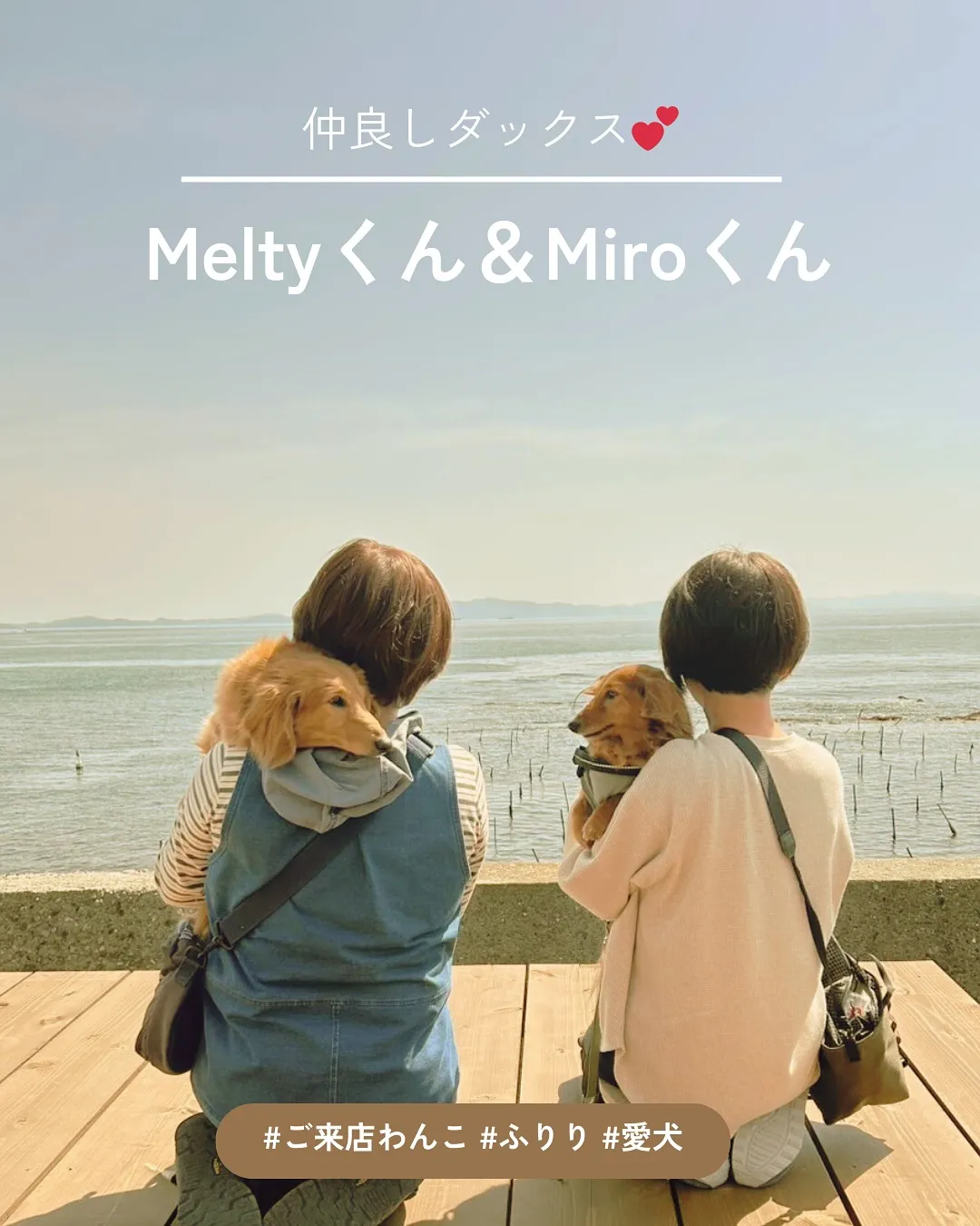 愛犬と癒しの時間を過ごしたい方へ＊Meltyくん＆Miroく...