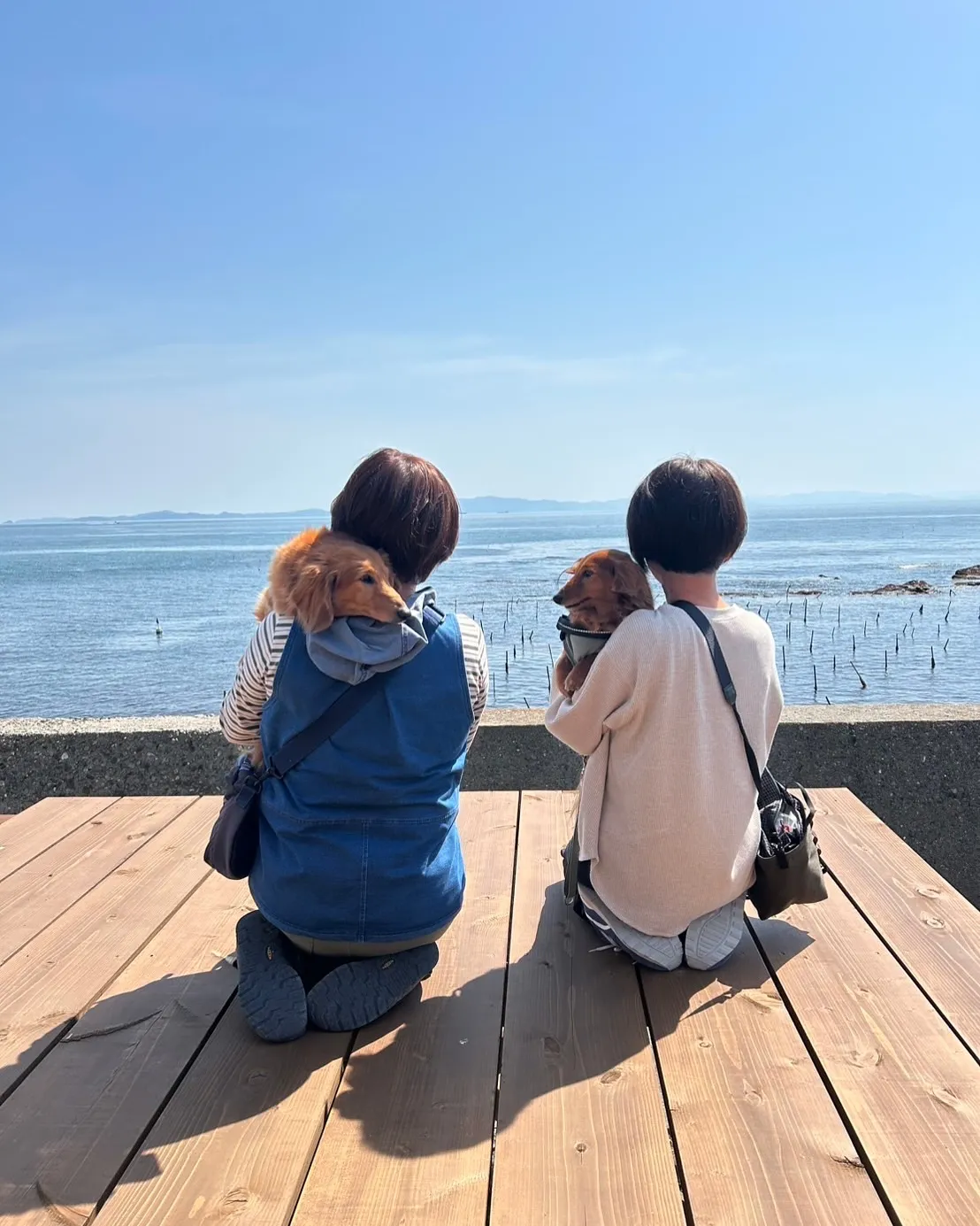 愛犬と癒しの時間を過ごしたい方へ＊Meltyくん＆Miroく...