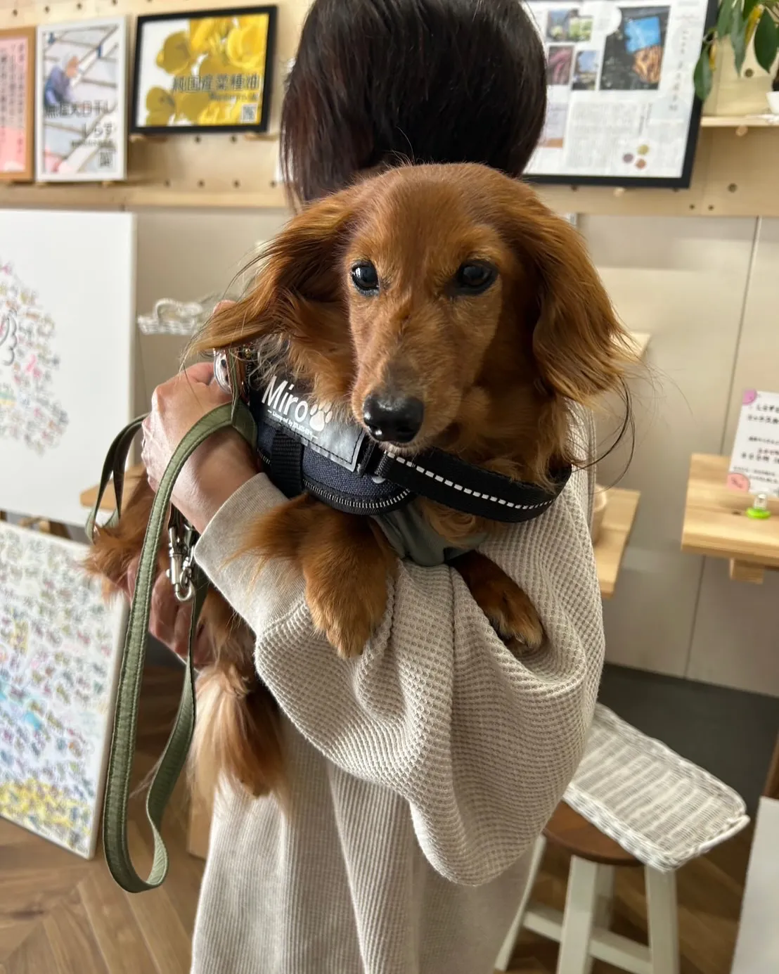 愛犬と癒しの時間を過ごしたい方へ＊Meltyくん＆Miroく...