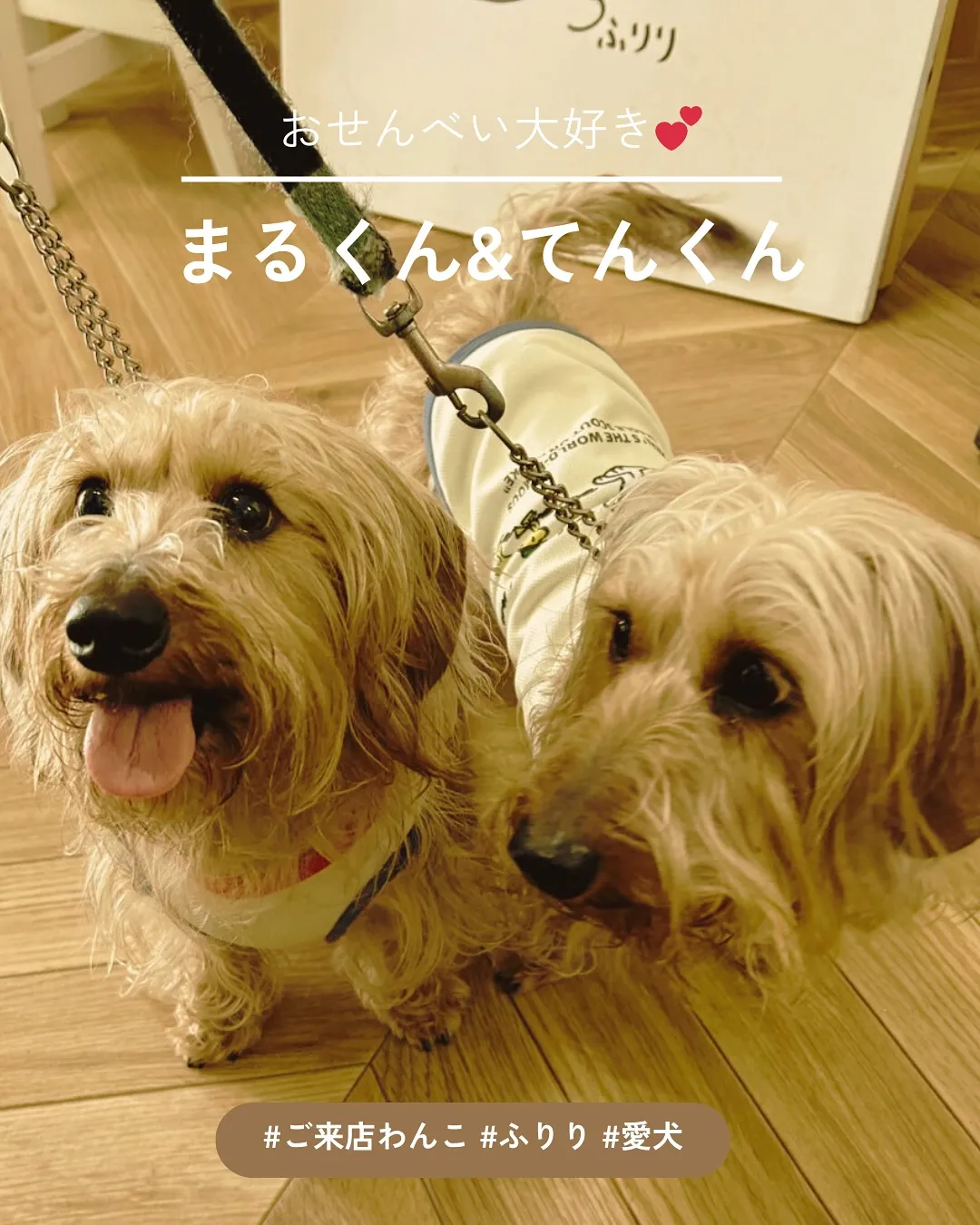 ふりりのおせんべいが大好き!まるくん&てんくんが初ご来店♪