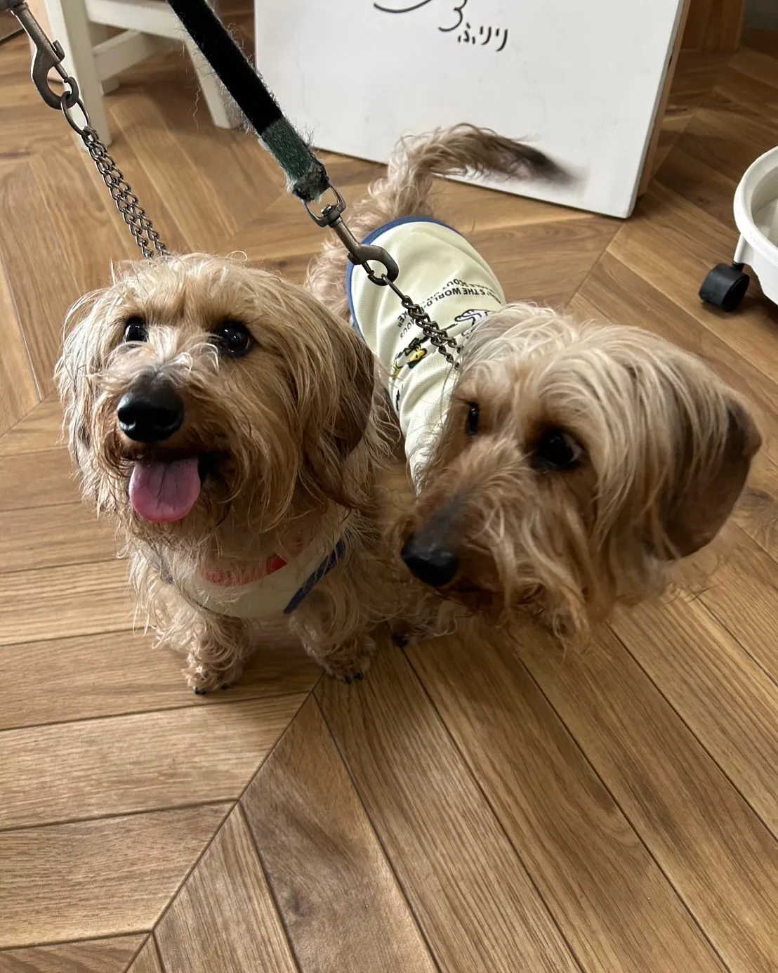 ふりりのおせんべいが大好き!まるくん&てんくんが初ご来店♪