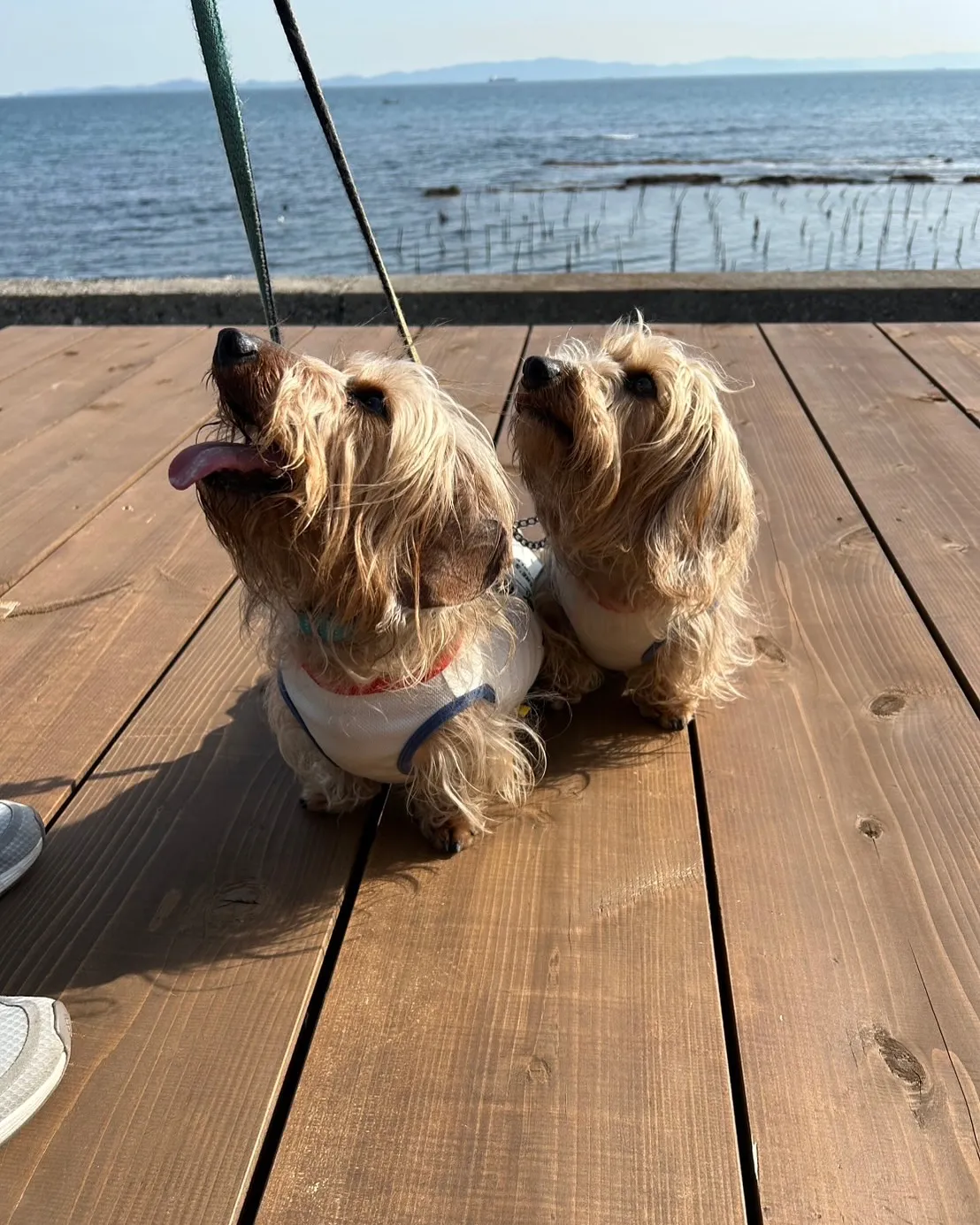 ふりりのおせんべいが大好き!まるくん&てんくんが初ご来店♪