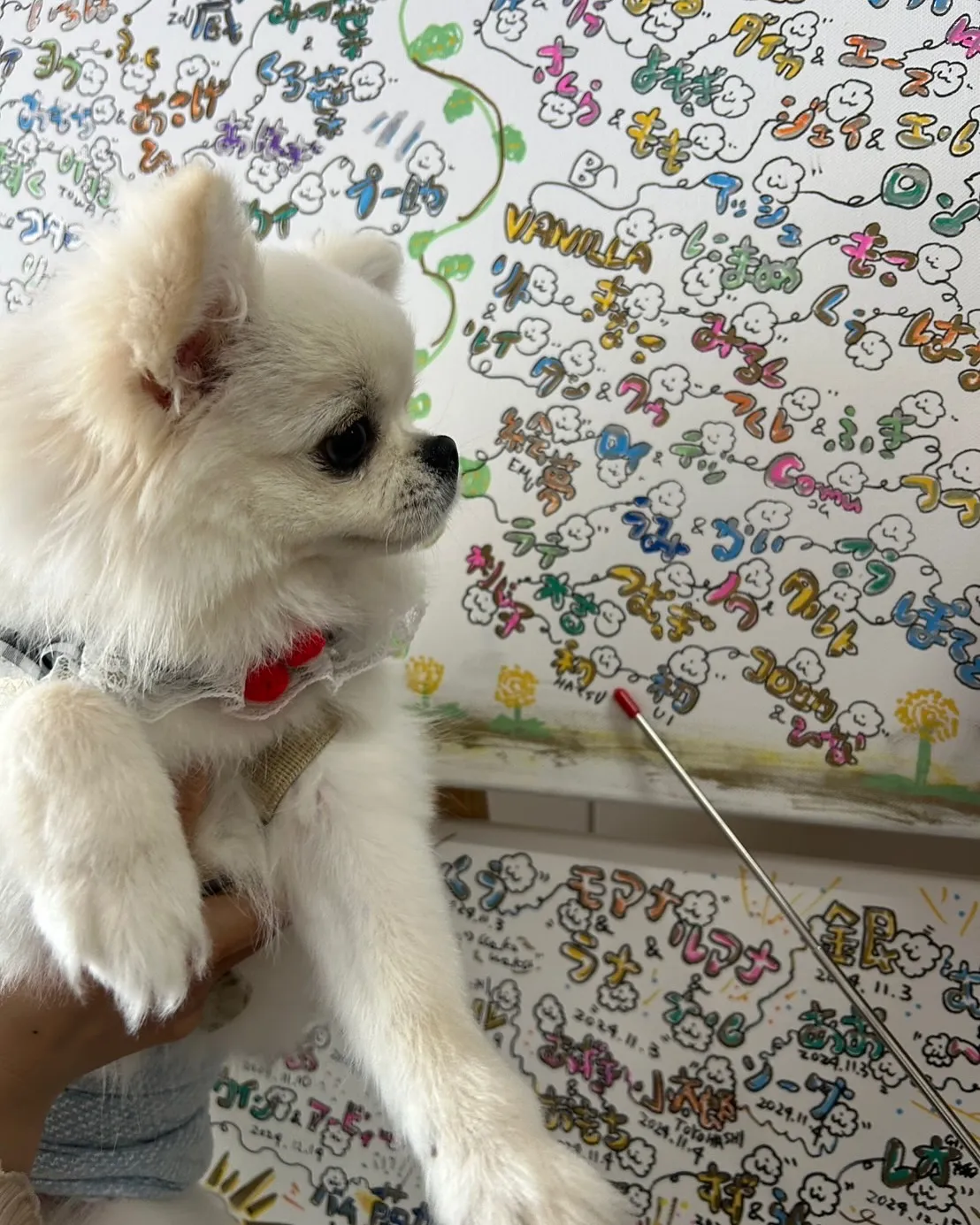 【しらすのおせんべい、初くん（ポメチワ）も気に入ってくれまし...